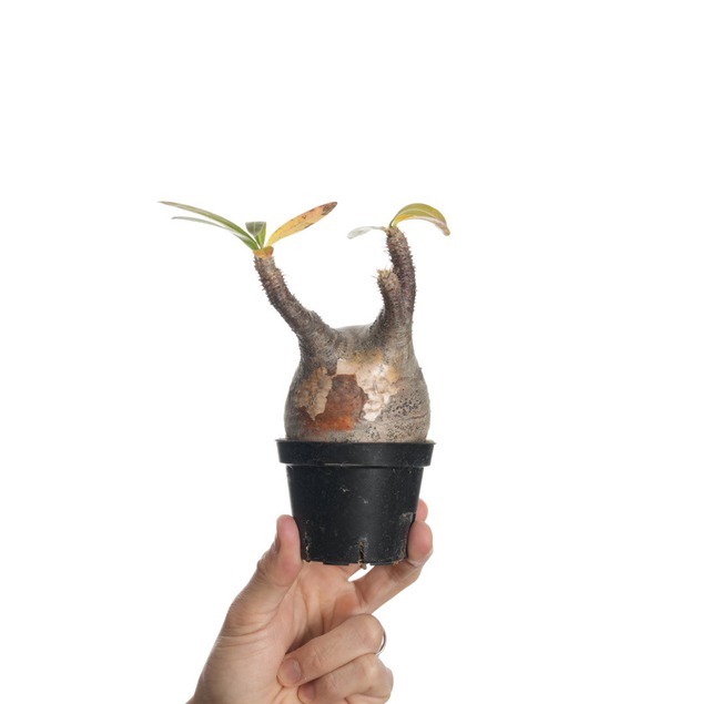 パキポディウム グラキリス no.3〈発根済み〉