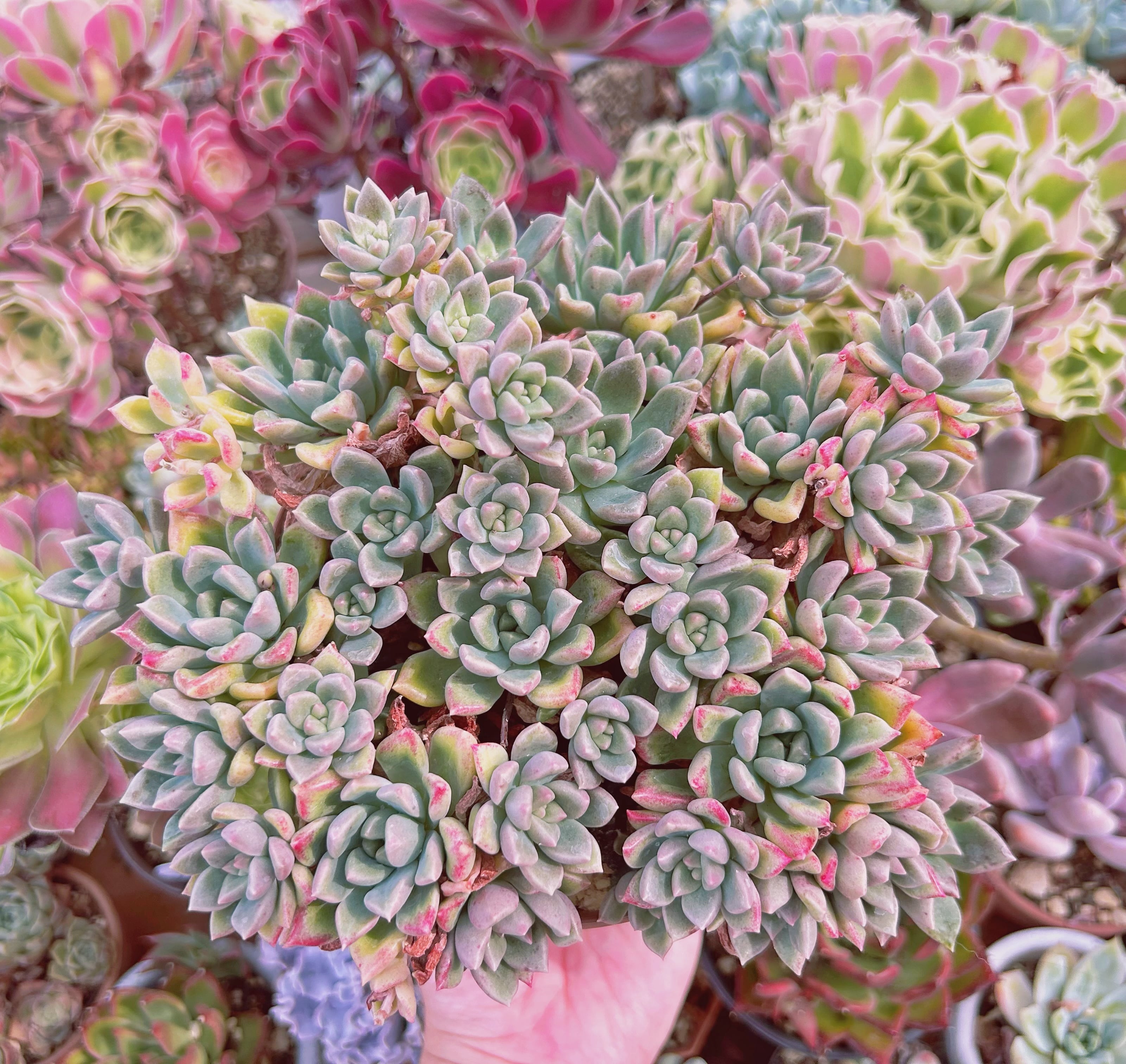 #052現物　多肉植物　アルジェ　特大　抜き苗