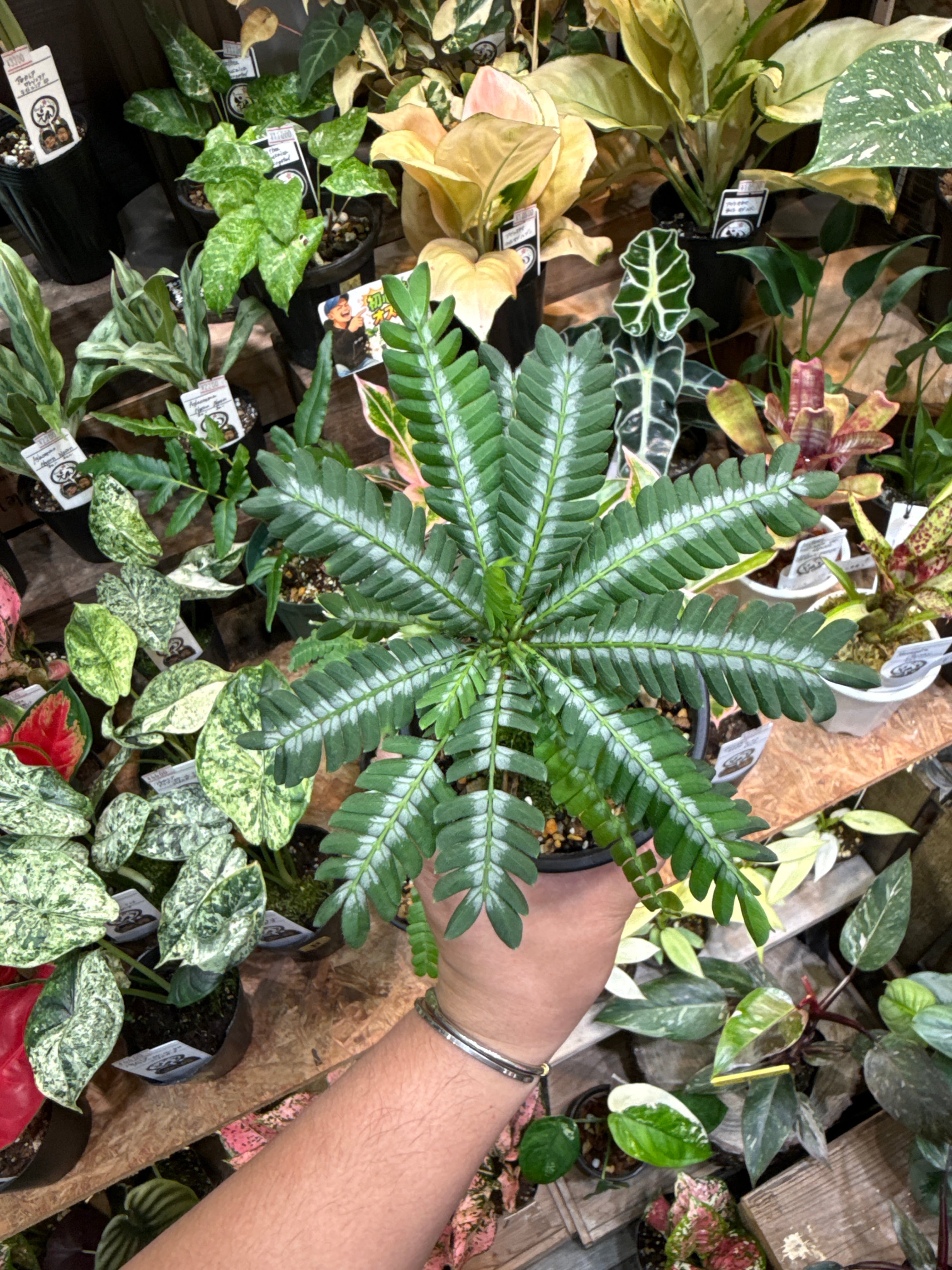 ビオフィツム sp. silver Line | Gardenえん 【観葉熱帯植物】