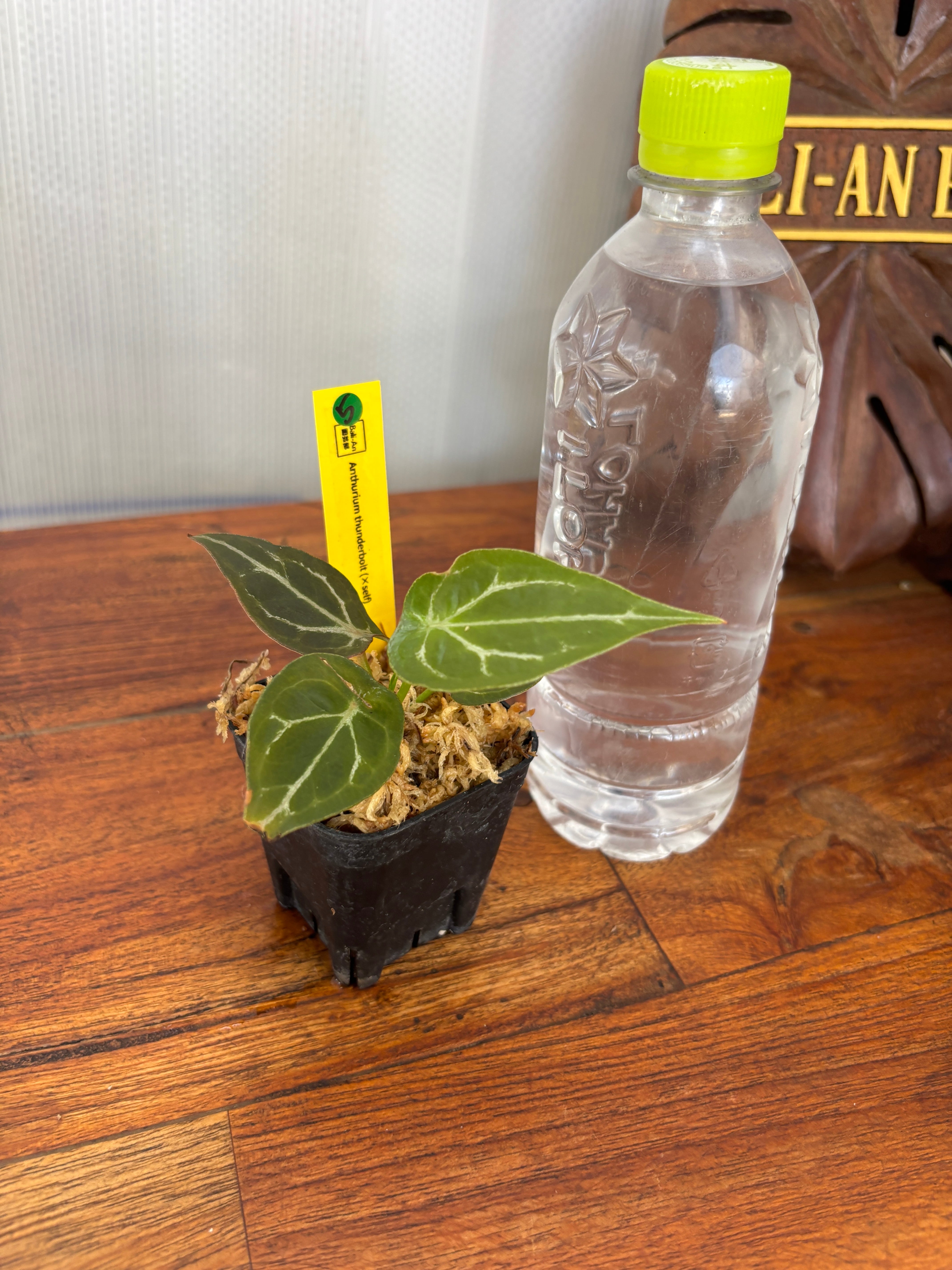 Anthurium | BALI-AN 園芸