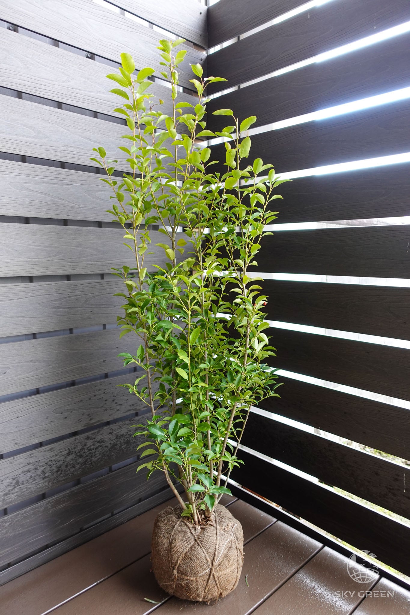 ソヨゴ株立 樹高1.20m