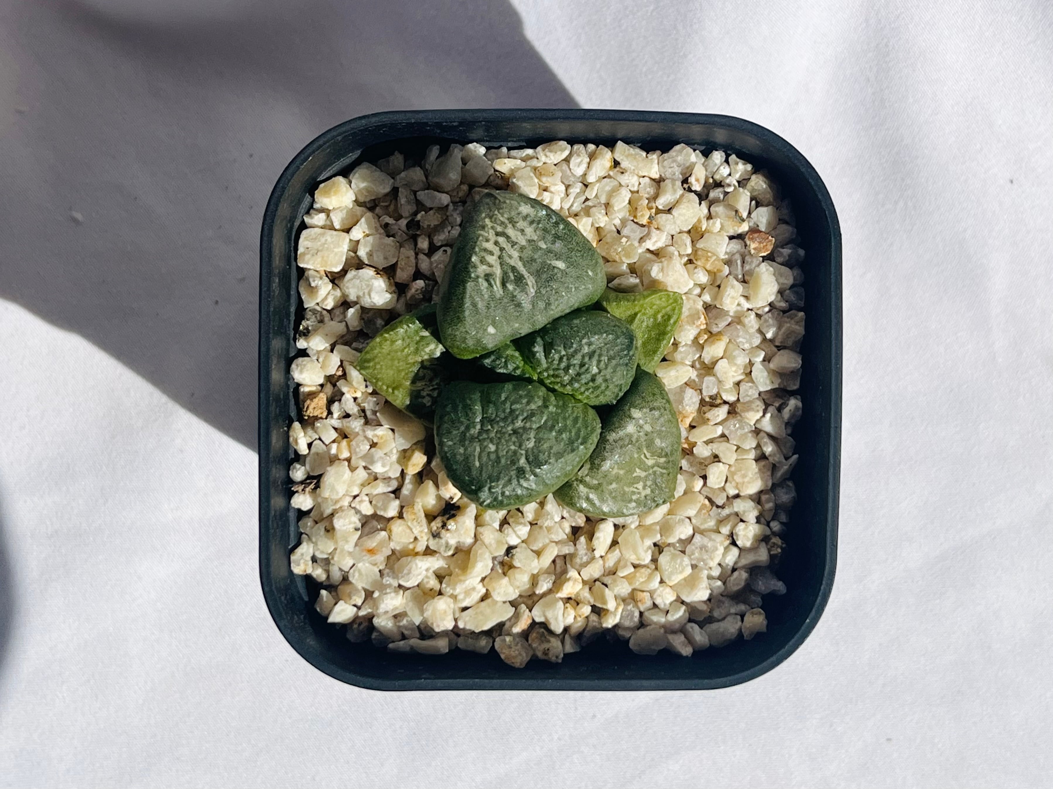 Ariocarpus fissuratus var. lloydii アリオカルプス 連山 サボテン