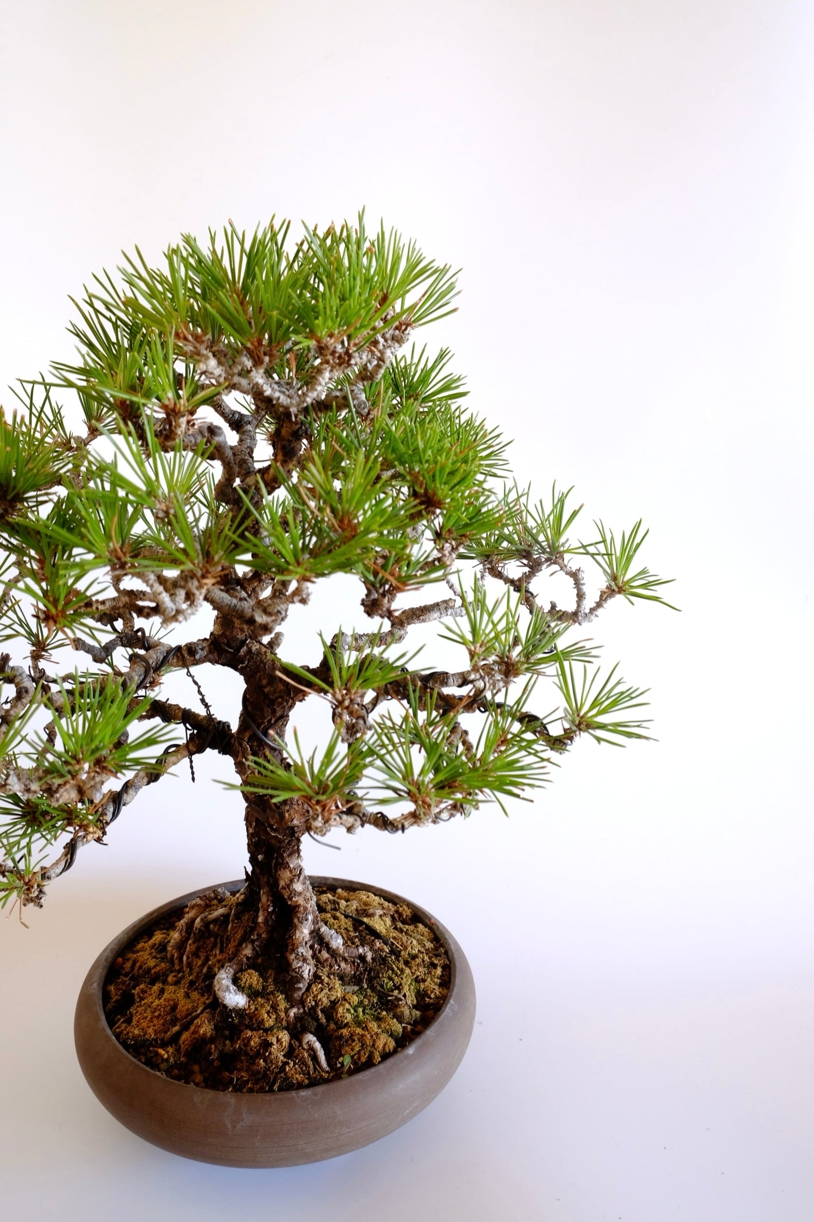 黒松 5. 黒松 Kuromatsu (Black pine) | BONSAI CLUB TOKYO