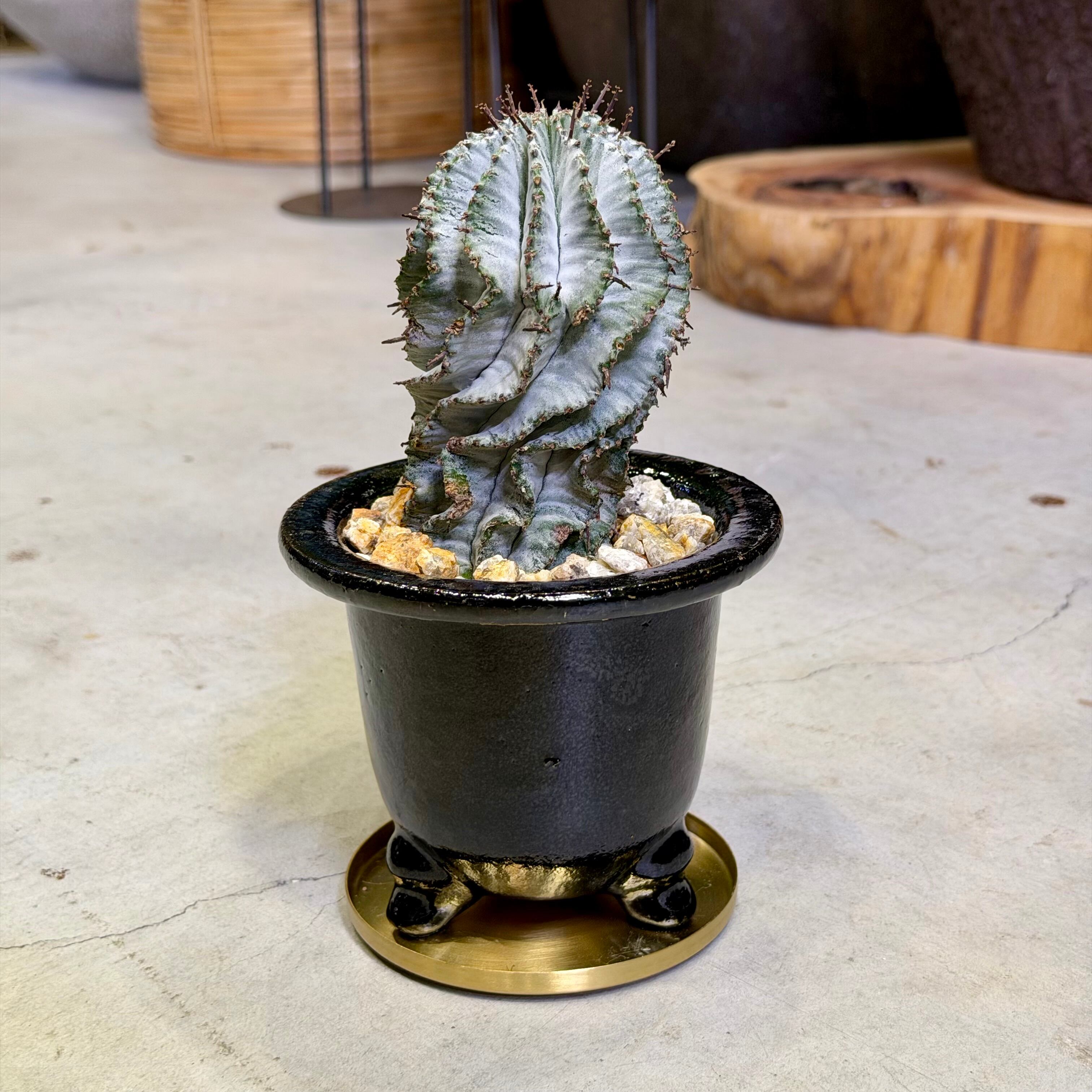 ユーフォルビア・ホリダ | barrelplants_BONSAI