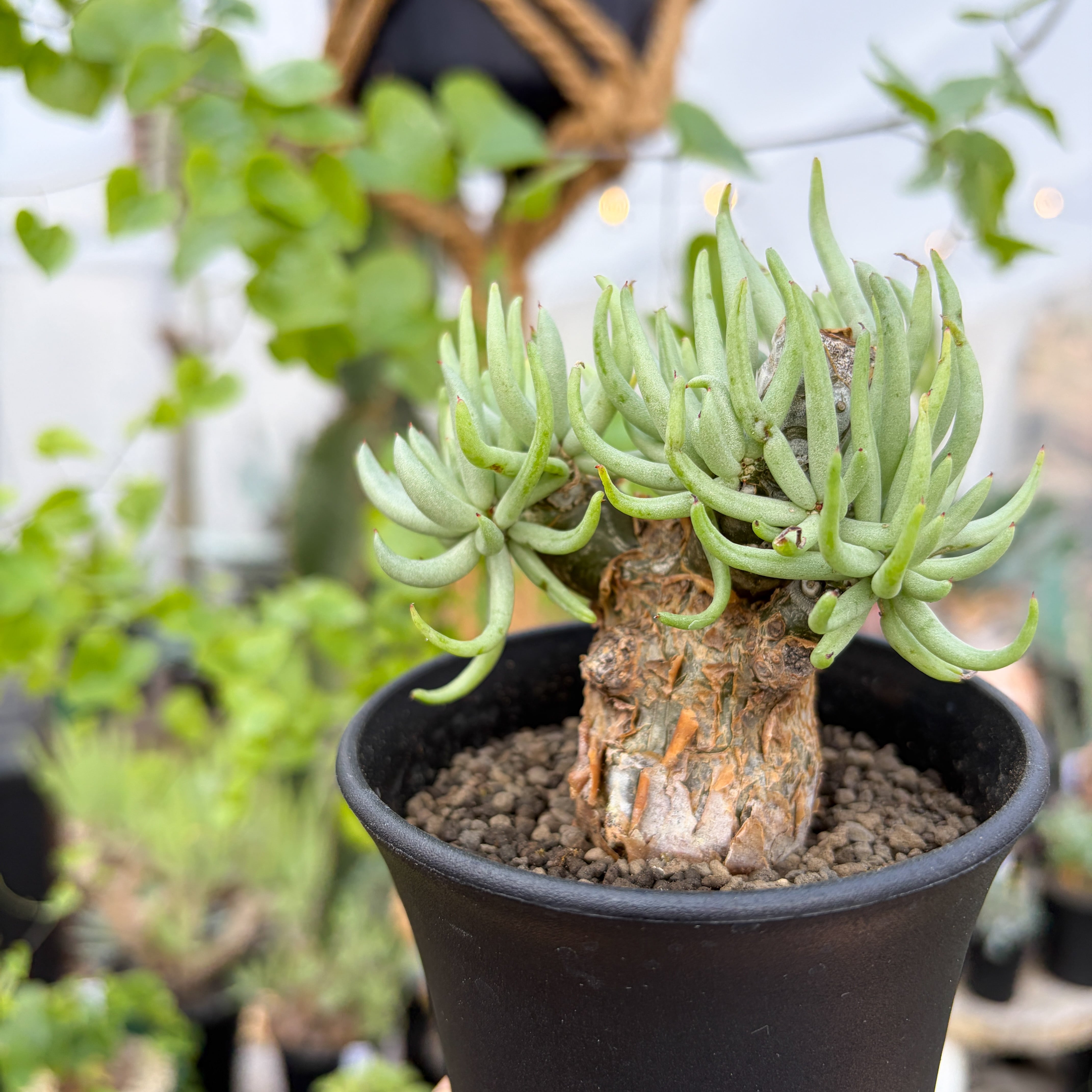 Tylecodon pearsonii【チレコドン・ペアルソニー・実生】 | RIMO'S