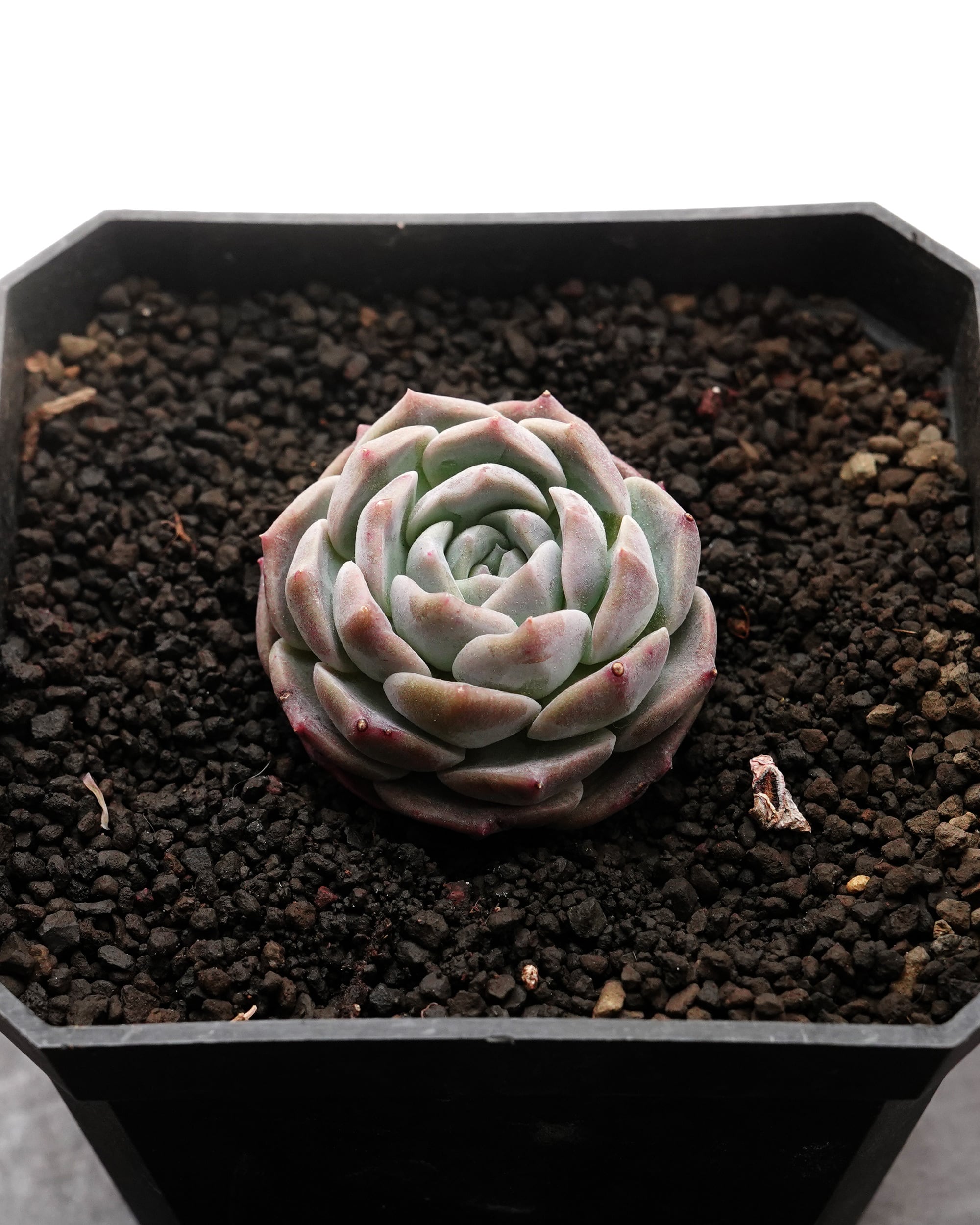 カット苗 パープルドリームワールド Echeveria 'Purple Dream World