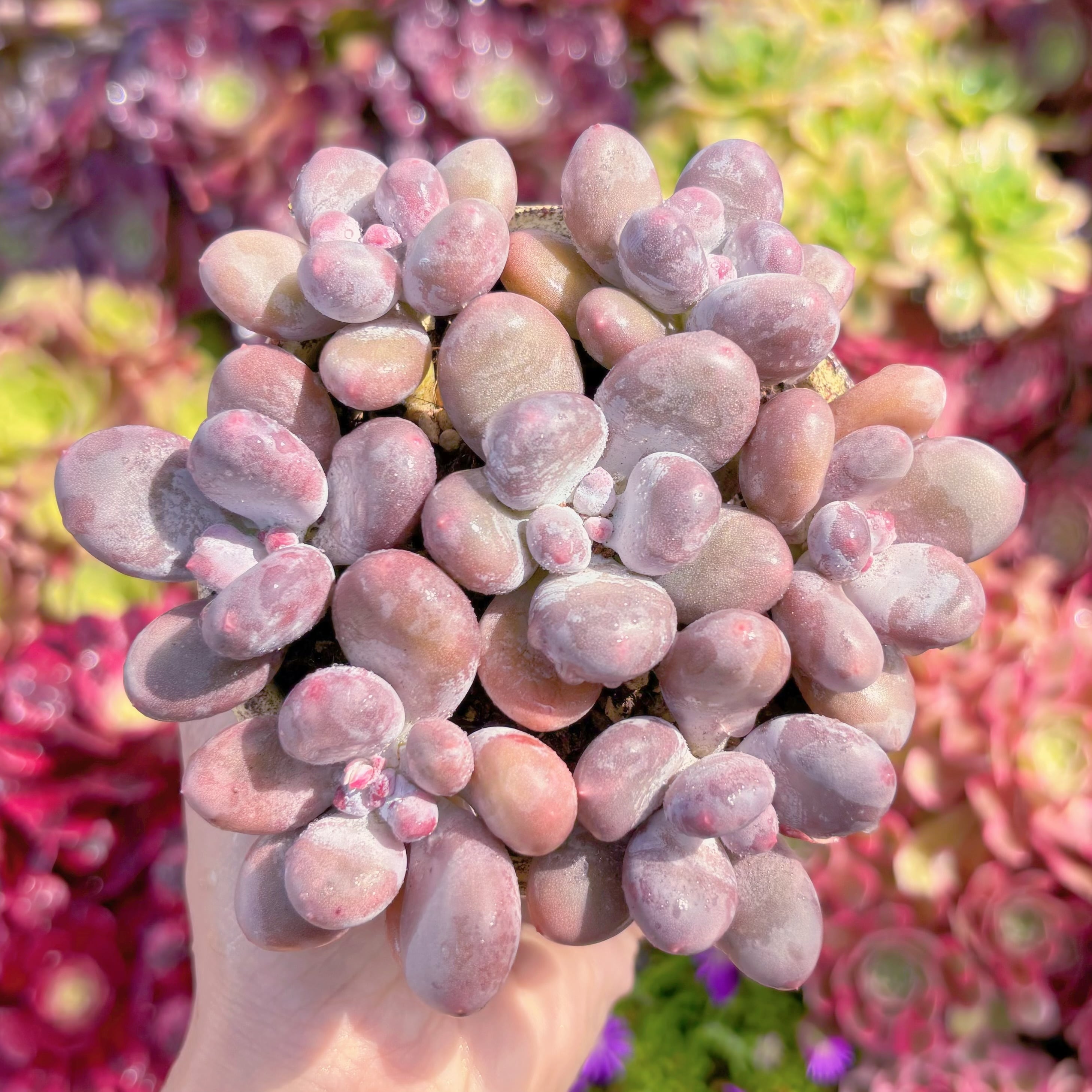 多肉植物　達磨アメジスチヌム(7苗)　新入荷　るる農園