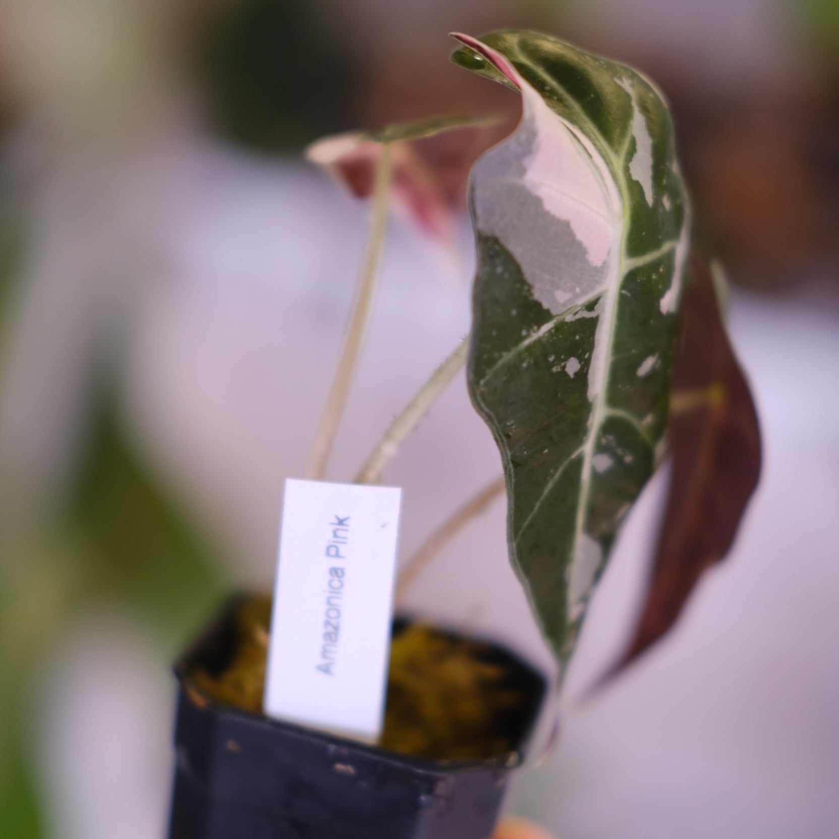 Alocasia Amazonica Polly Pink varigated②│アロカシア アマゾニカ