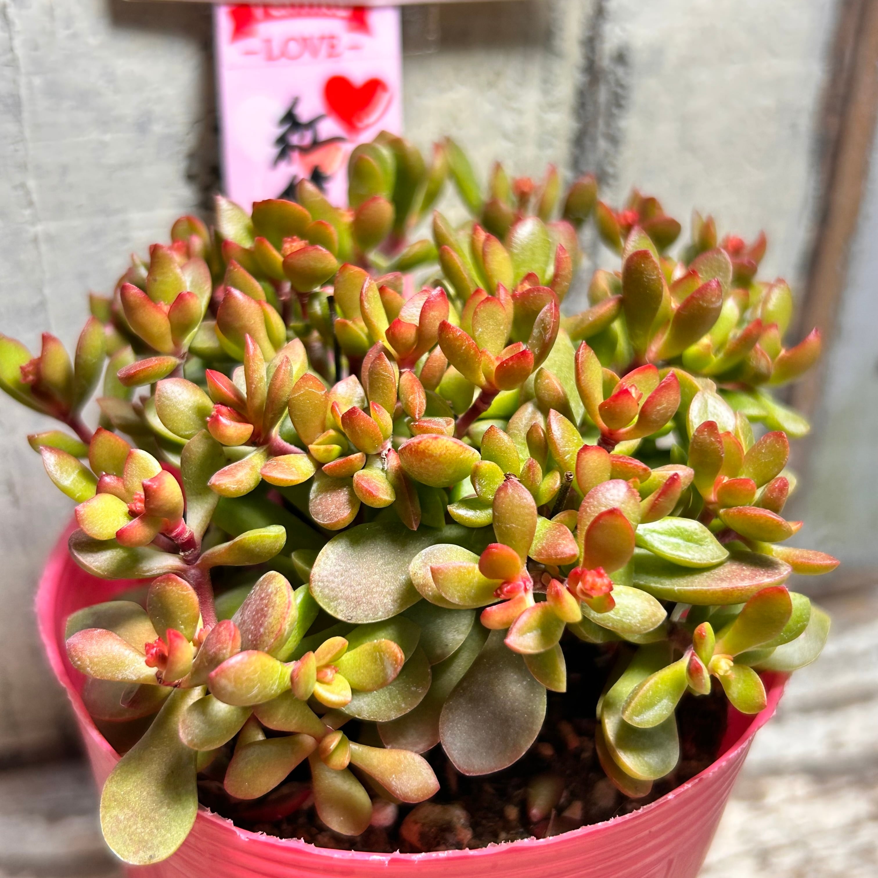 チョコチップ(アエオニウム) | RuPo 多肉植物専門店