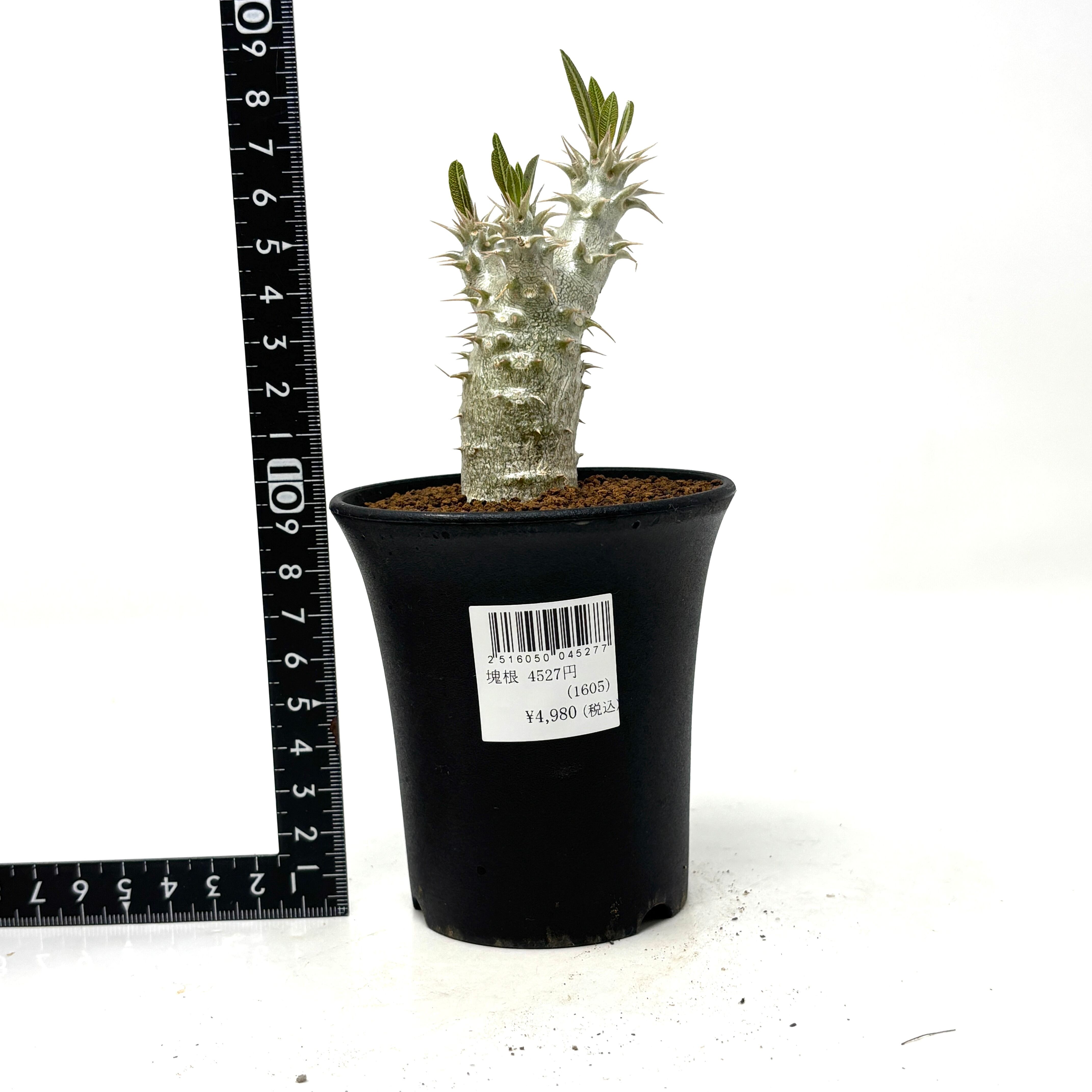 パキポディウム ホロンベンセ【222】 | PROTOLEAF プロトリーフ