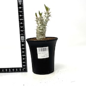 パキポディウム ホロンベンセ【222】