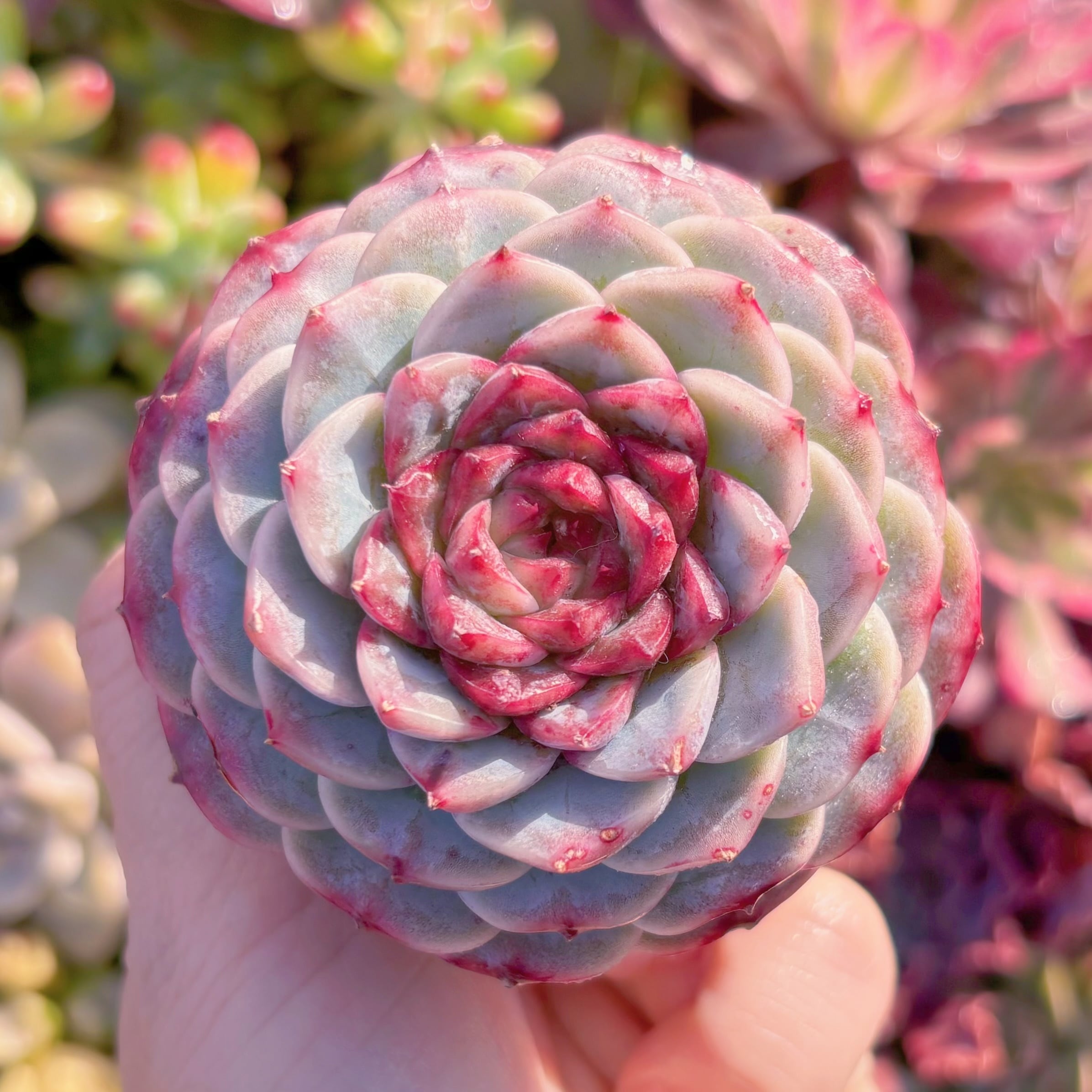 多肉植物　レッドベルベット(M)　新入荷　るる農園