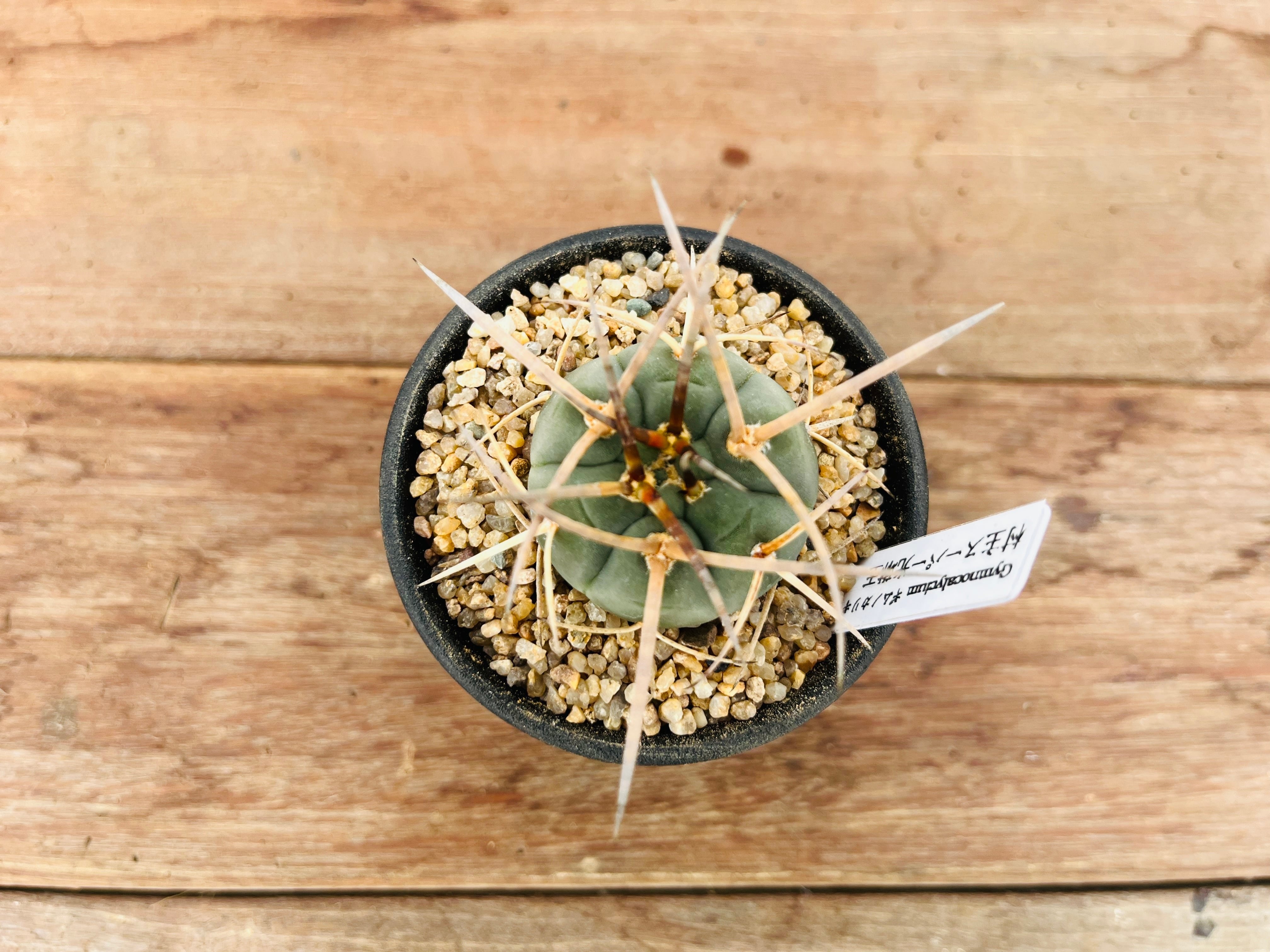 Gymnocalycium cardenasianum　ギムノカリキュウム　村主スーパー光琳玉　サボテン | plants MARU ー  多肉植物・サボテン・園芸グッズのお店 ー powered by BASE