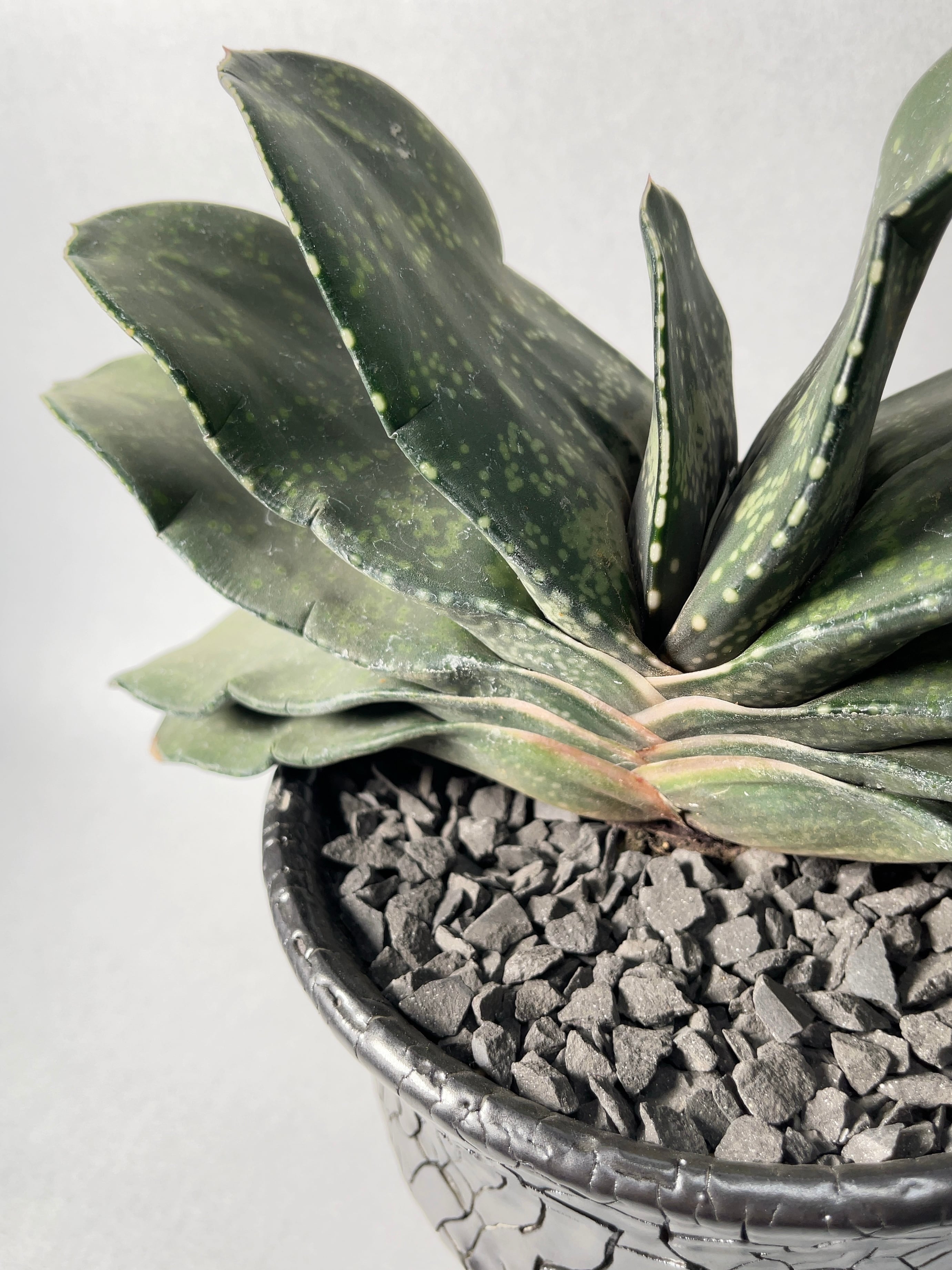 ガステリア・恐竜 | trigger