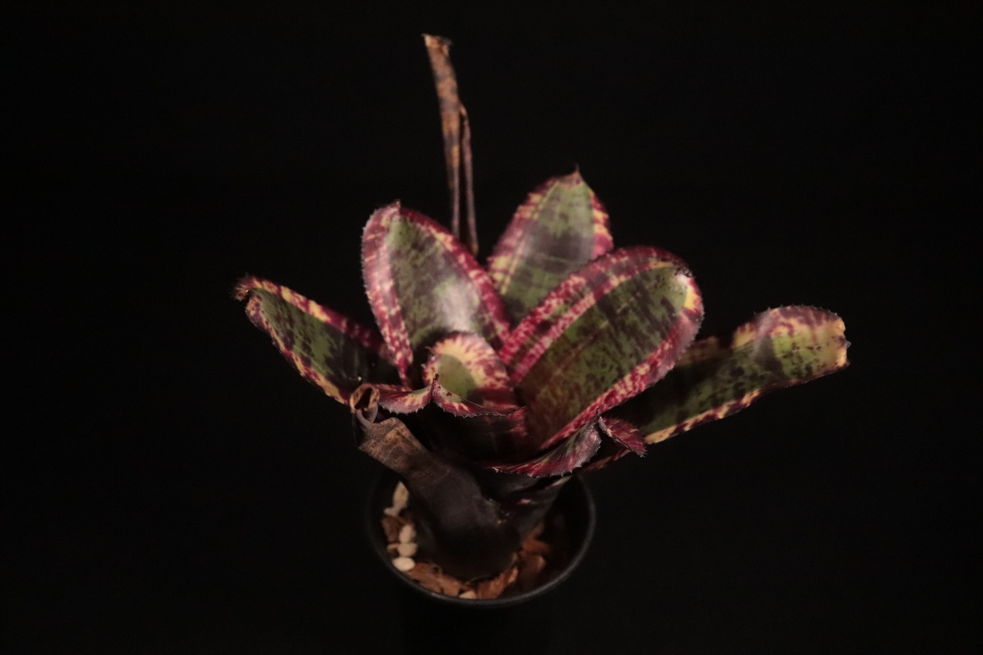 送料無料】Neoregelia 'Black Opal'〔ネオレゲリア〕現品発送 送料無料】Neoregelia 'Black Opal'〔ネオレゲリア〕現品発送