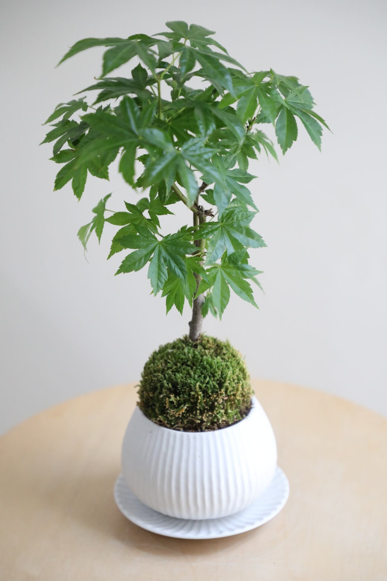 M】五葉松 盆栽 /Japanese white pine bonsai 樹齢35年 ※陶器鉢付き