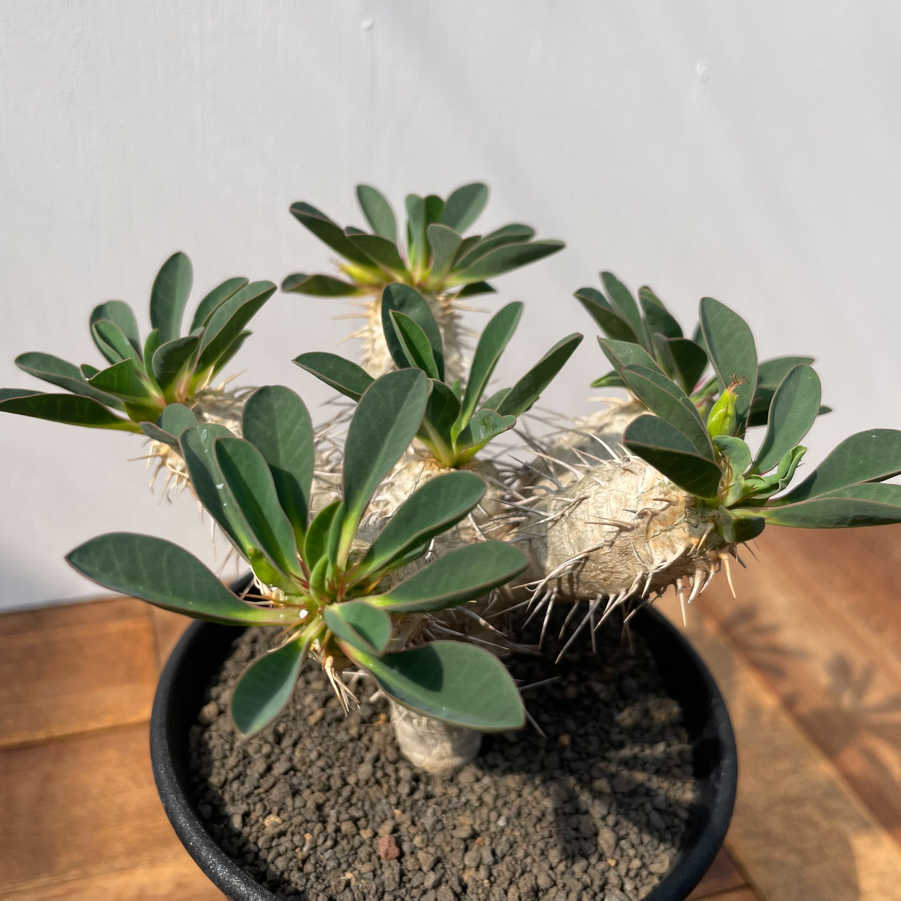 ユーフォルビア ギラウミニアナ 国内実生 | GREEN LUCK ユーフォルビア