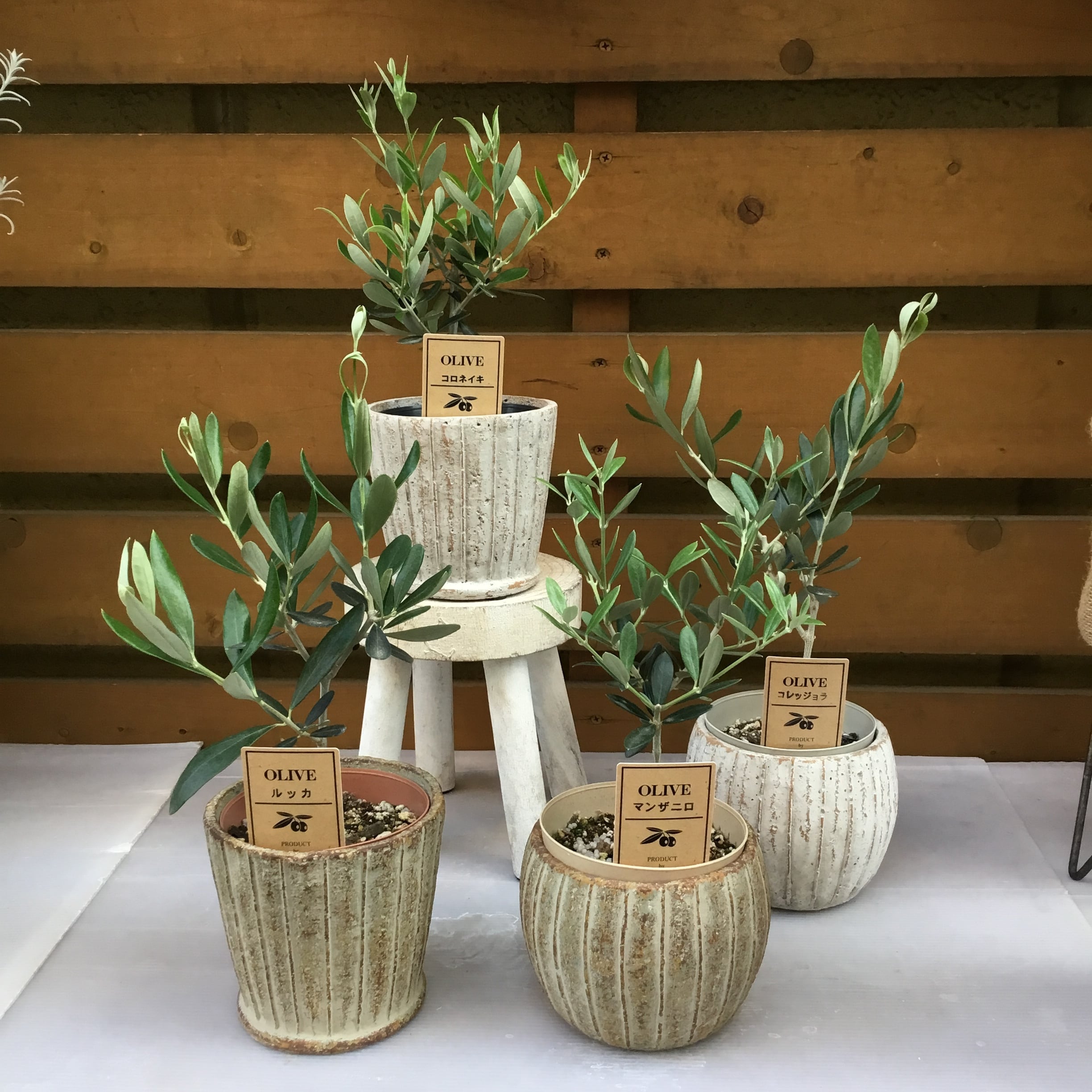 黒松ねじれ 盆栽風 皿付き3号鉢 | 趣味の園芸と陶器山竹 黒松ねじれ 盆栽風 皿付き3号鉢 | 趣味の園芸と陶器山竹