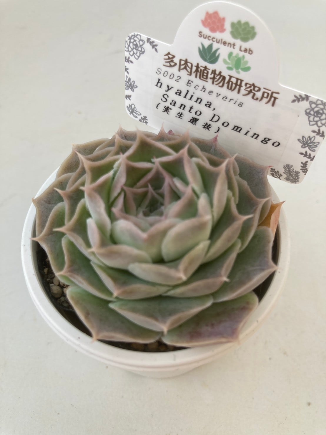 現物商品】サントドミンゴ 実生選抜 | 多肉植物研究所