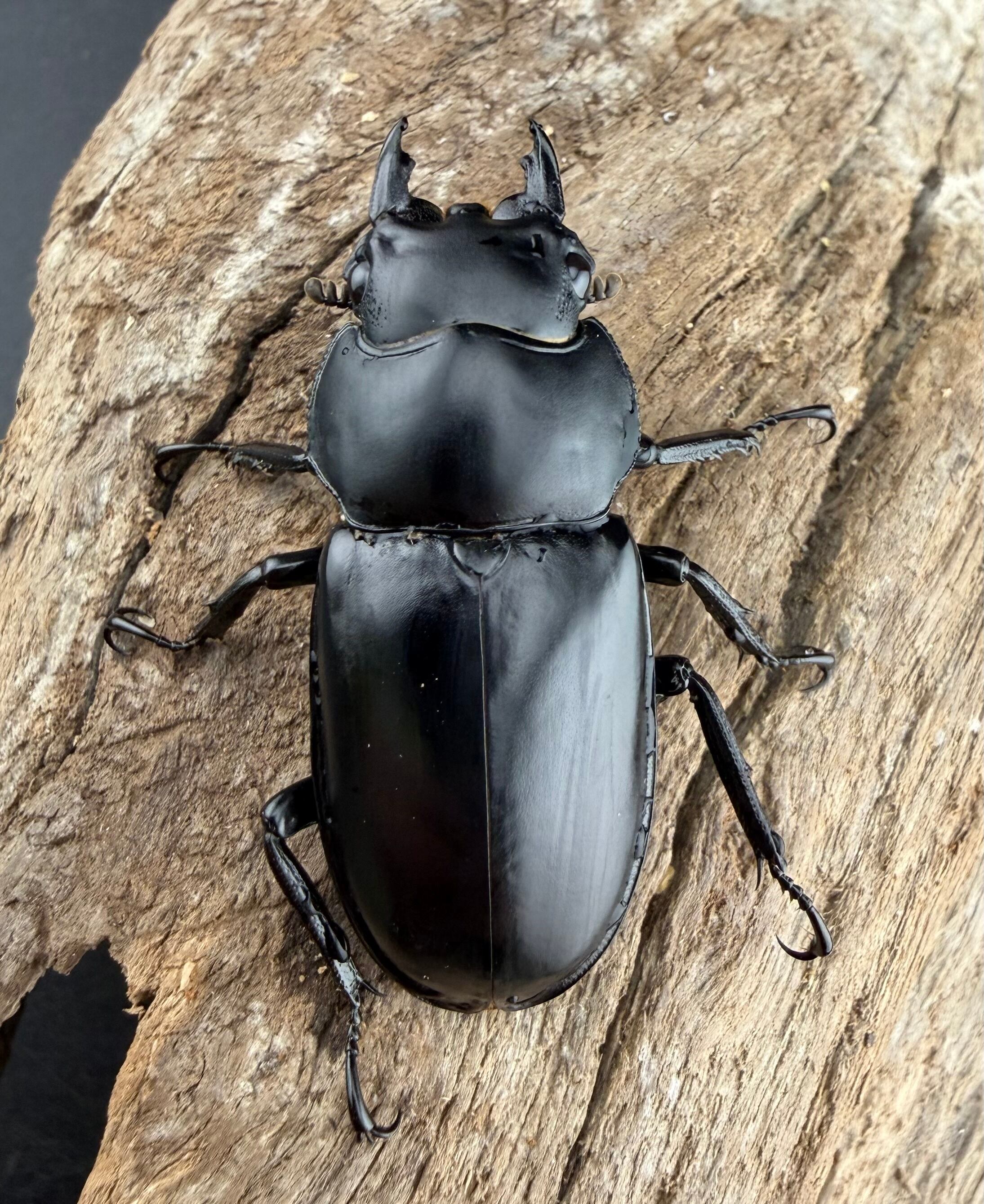 ウエストウッディ亜種カズミアエ 76mm ペア》 | KPW公式オンラインショップ