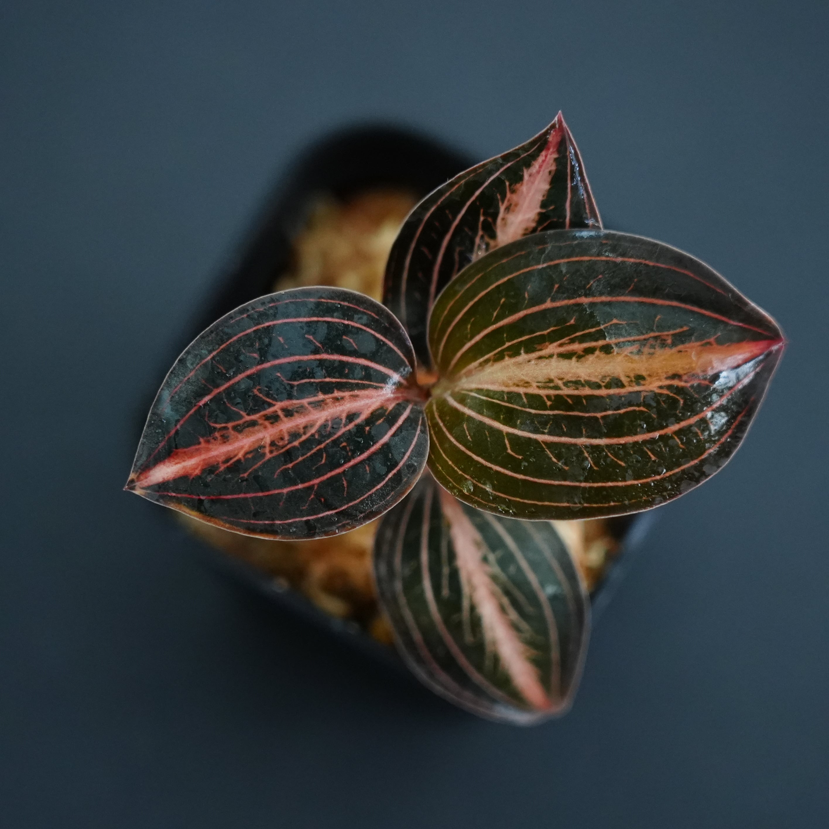 ◆現品◆L.discolor var.nigrescens × A. siamensis 'Red Velvet'【ジュエルオーキッド宝石蘭/B&L】#936