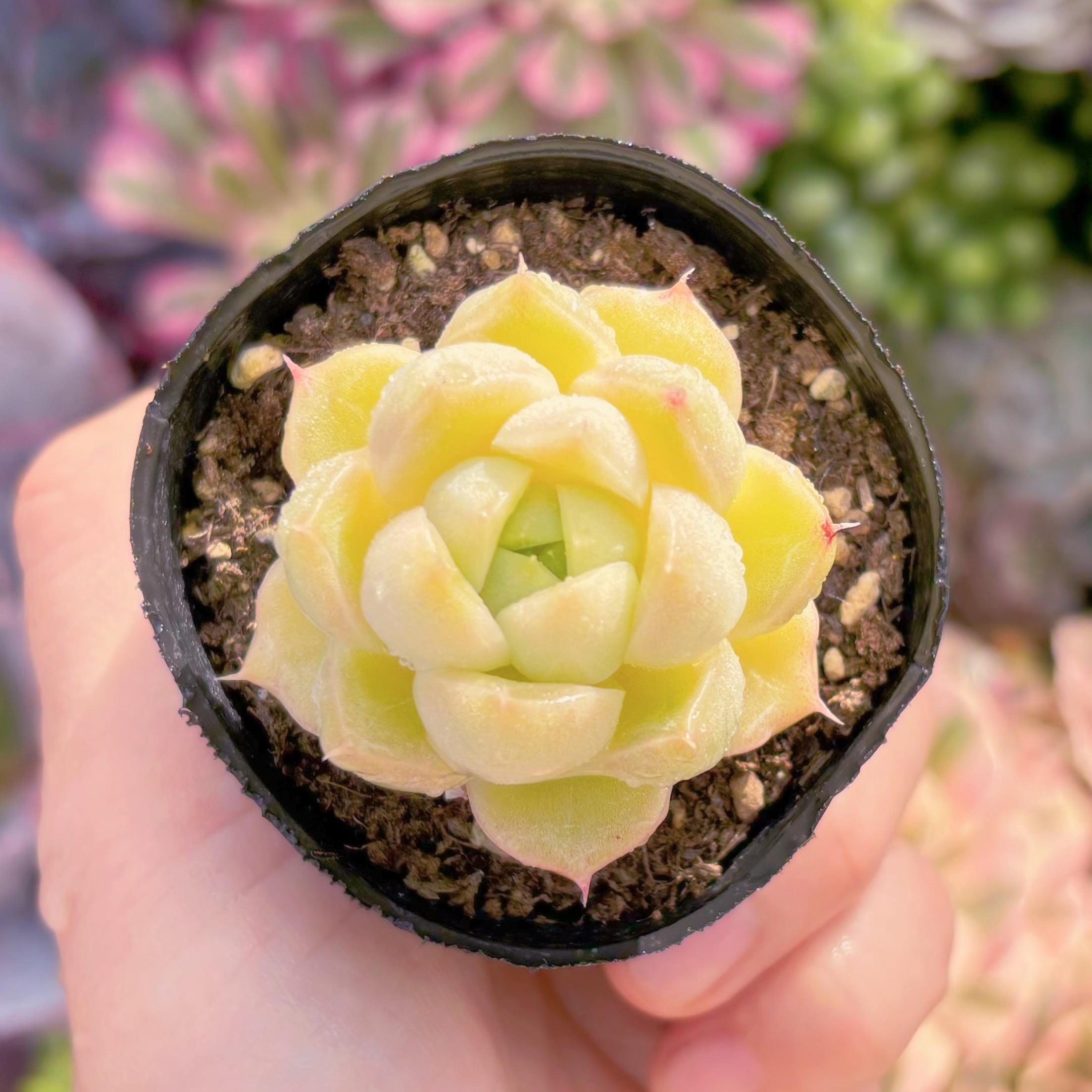 現品　杏奈#F227　るる農園