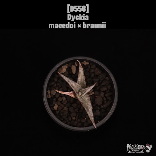 【送料無料】Dyckia macedoi × braunii〔ディッキア〕現品発送D556