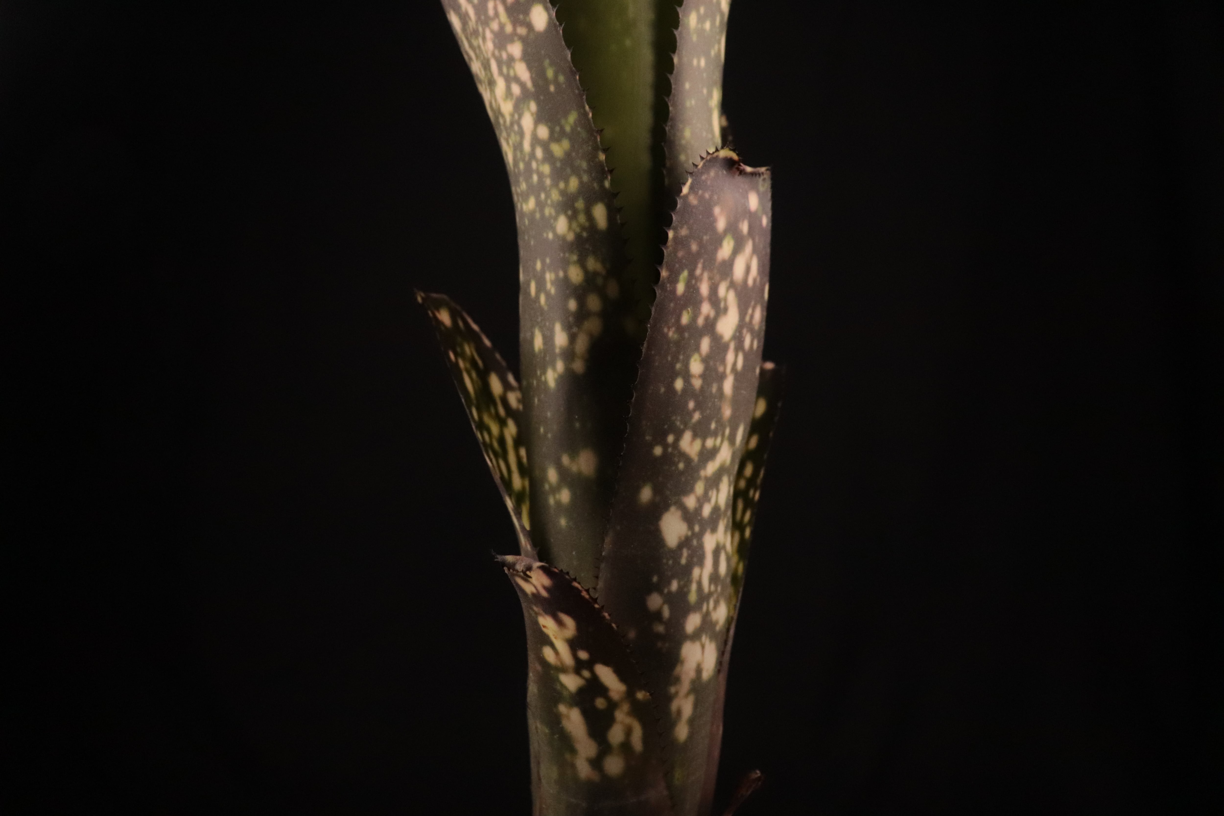 送料無料】Billbergia 'Ole'〔ビルベルギア〕現品発送B0169 | plane plants