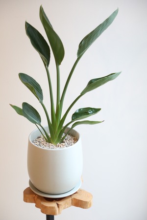 【M】ストレリチア レギネ/Strelitzia  reginae　※陶器鉢付き