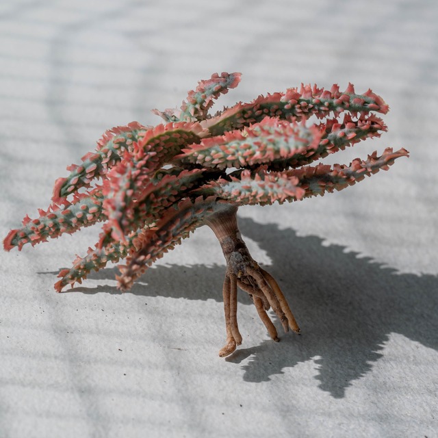 アロエ ハイブリッド -Aloe hybrid- No.4