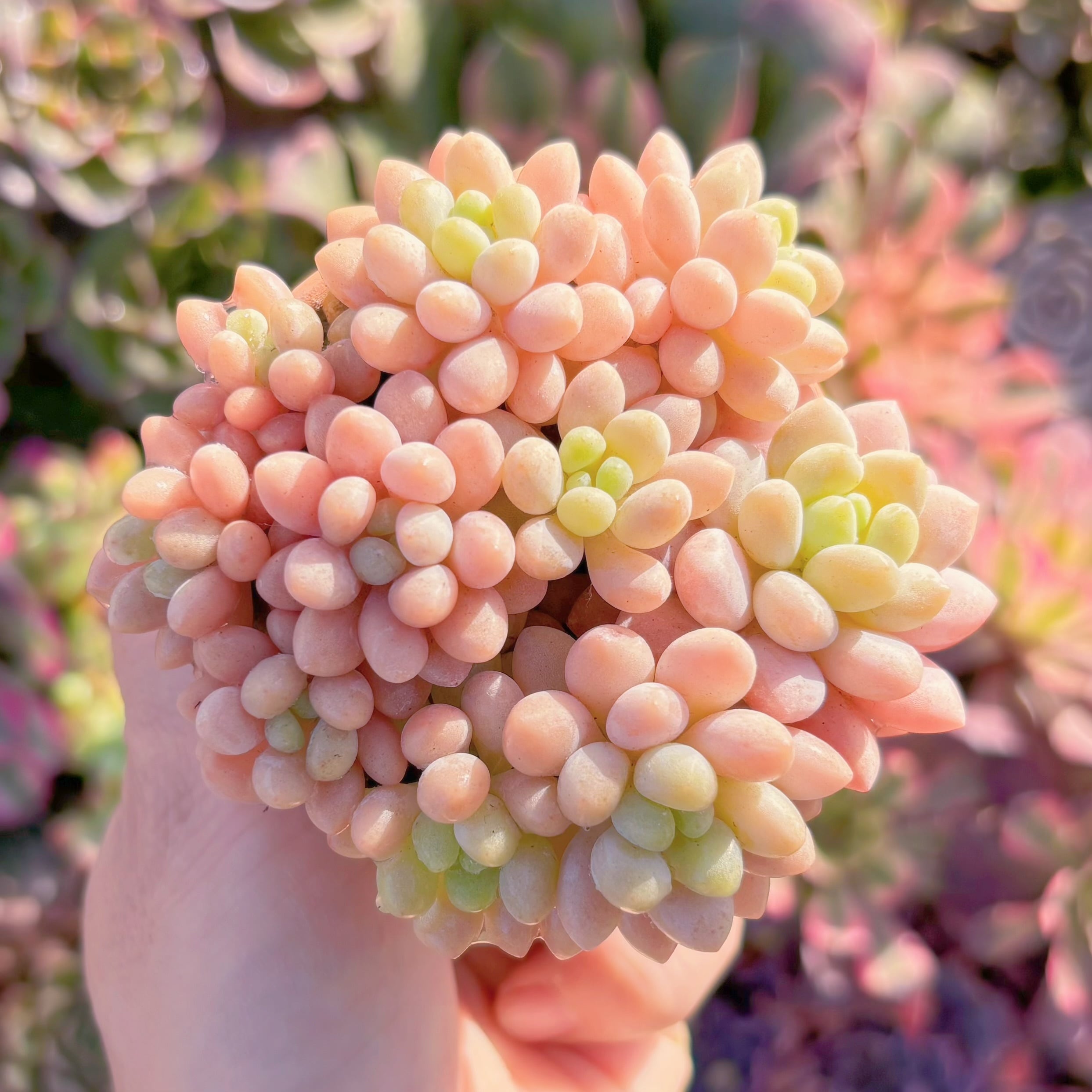 多肉植物　シャボン玉(10頭)　新入荷　るる農園