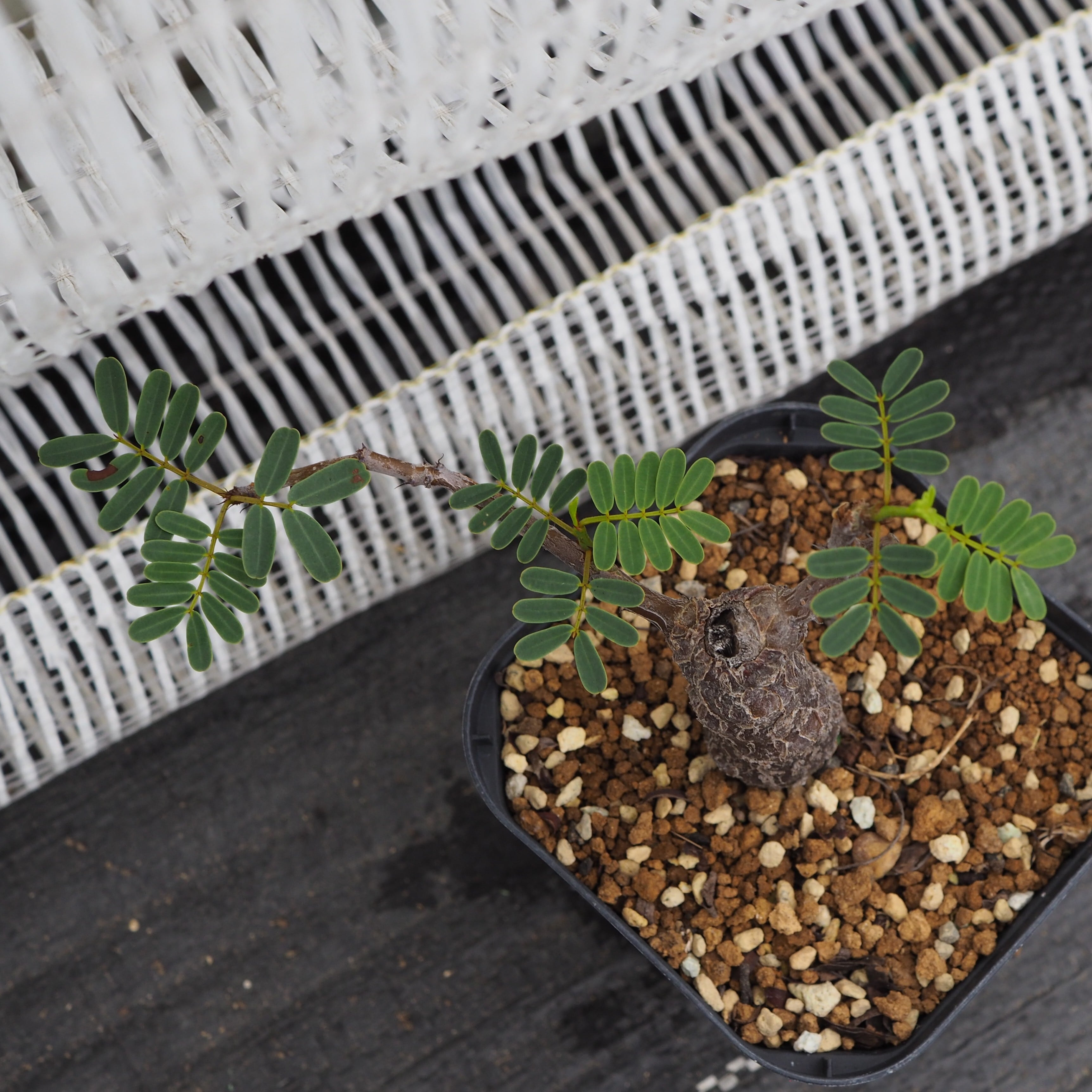 Senna meridionalis センナ　メオディオナリス　実生 センナ・メリディオナリス Senna meridionalis 実生 | SABOTENKI