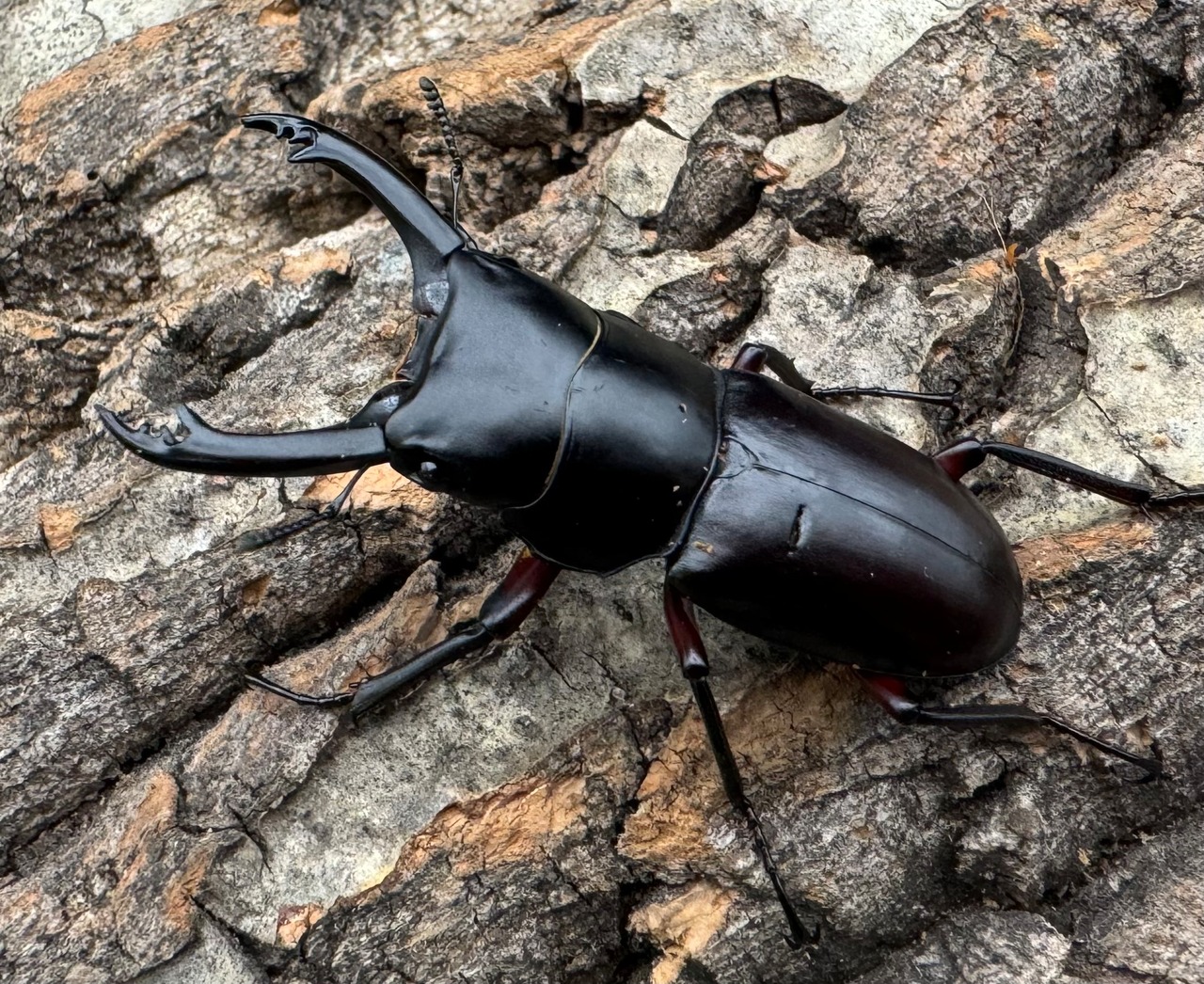 【WD】《アカアシクワガタ 山梨県産 46.5mm ペア》