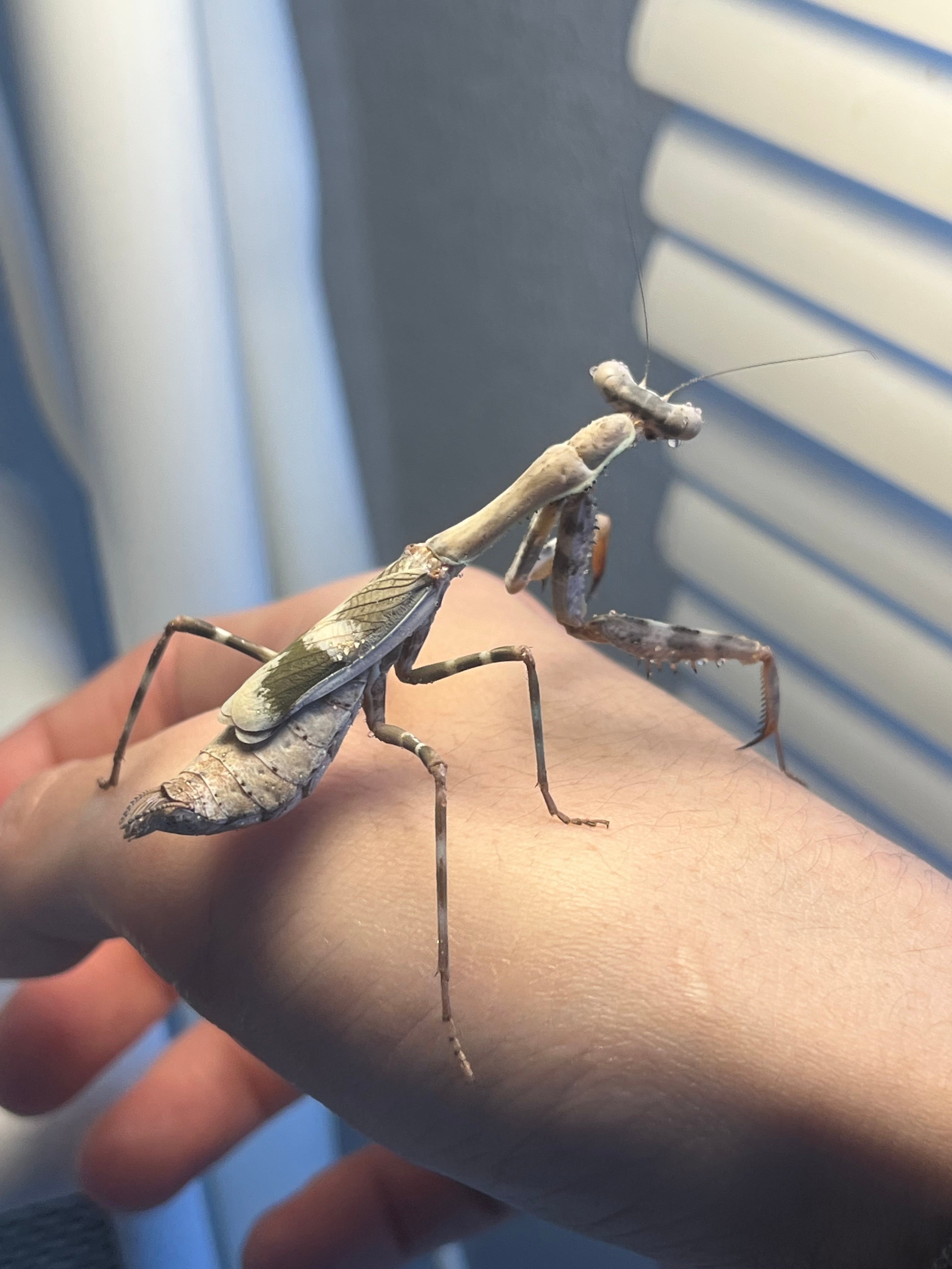♀生体】バイオリンマンティス カマキリ Gongylus gongylodes 昆虫標本
