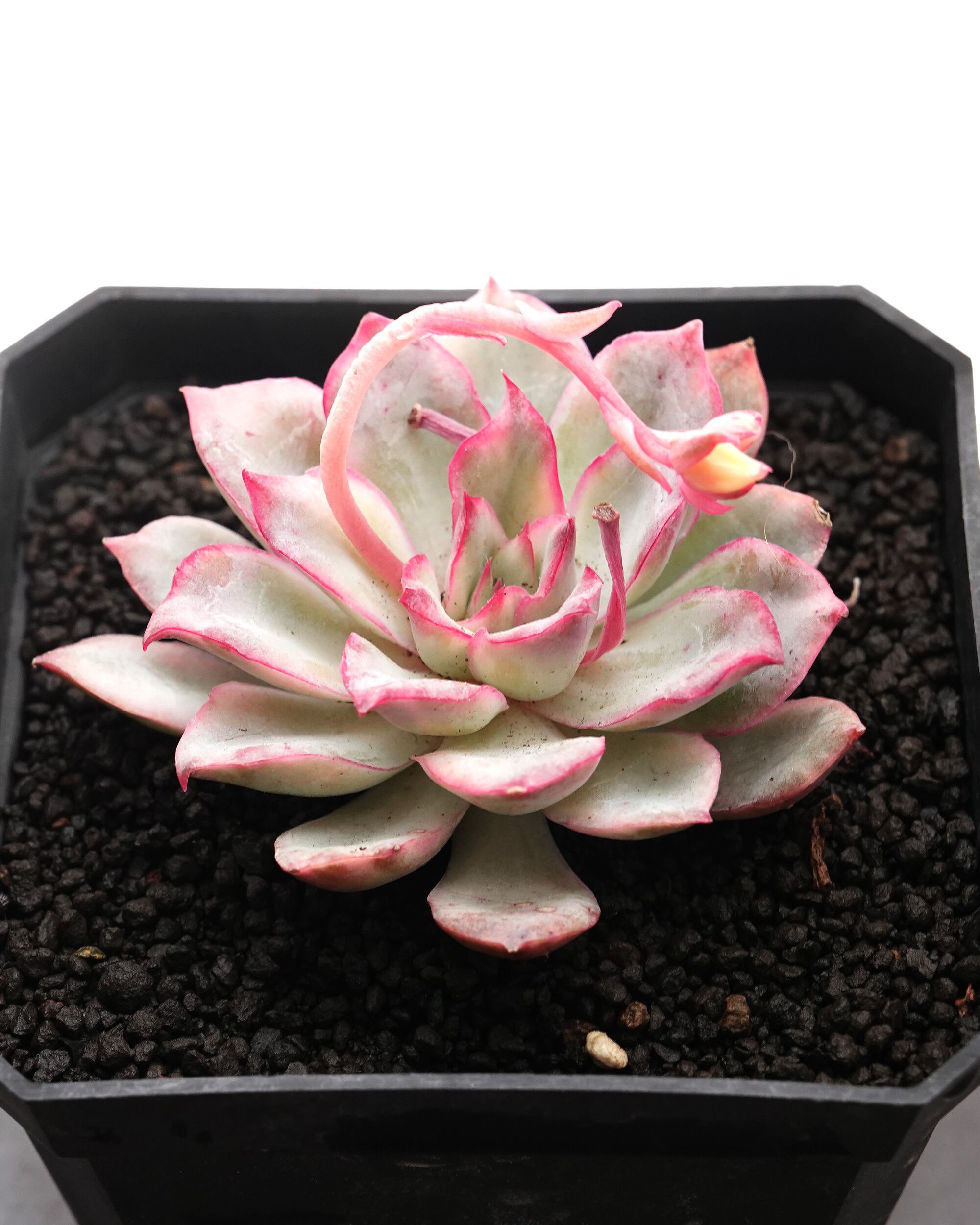 カット苗 エスター錦 Echeveria 'Esther Variegated' | PUKUBOOK