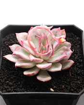 カット苗 エスター錦 Echeveria 'Esther Variegated'