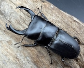 【WD】《ハンステインヒラタ原名亜種 53mm ペア》