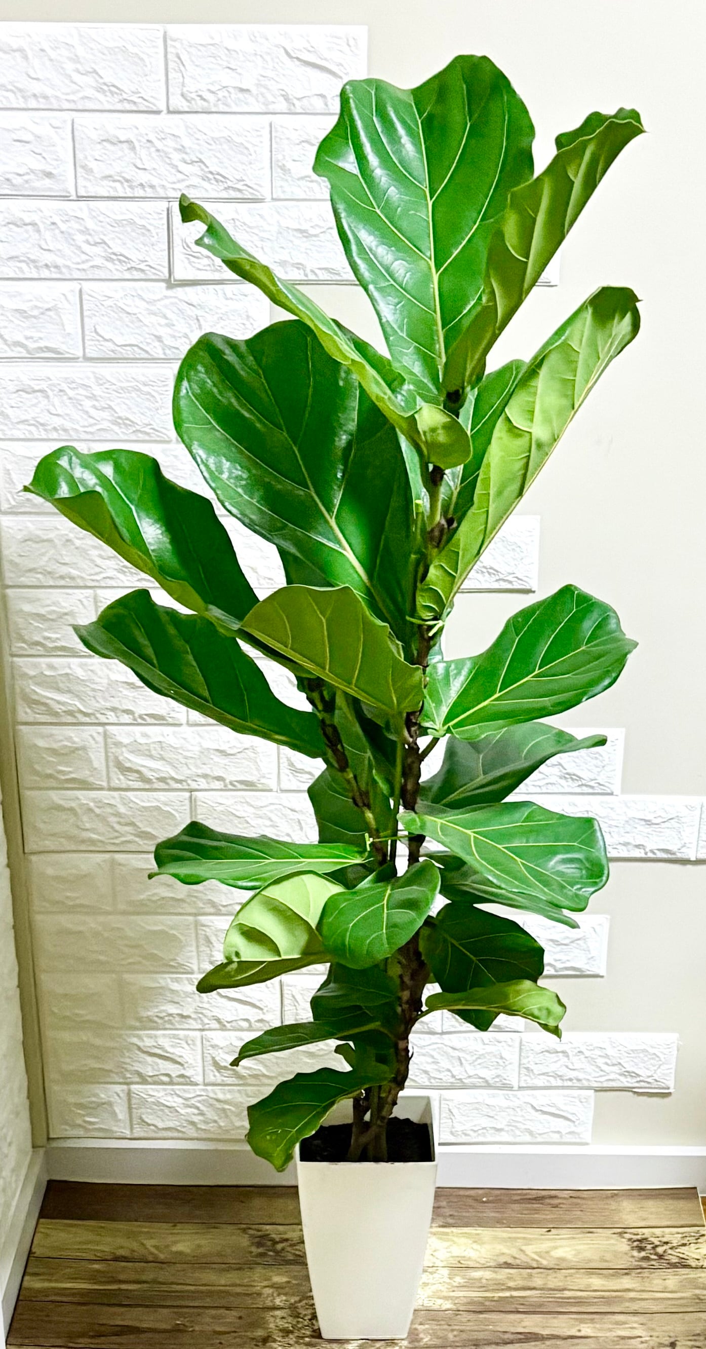 カシワバゴム⭐️2本立ち⭐️大型⭐️観葉植物 | 観葉植物のお店