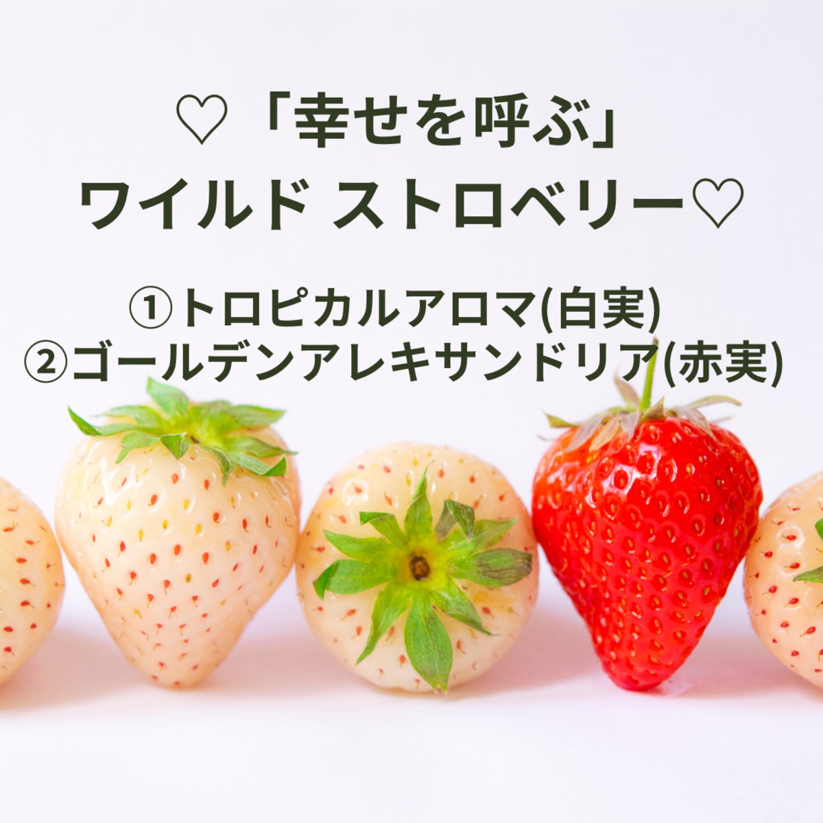 7d37b3f1596a8360c084537f1062eb