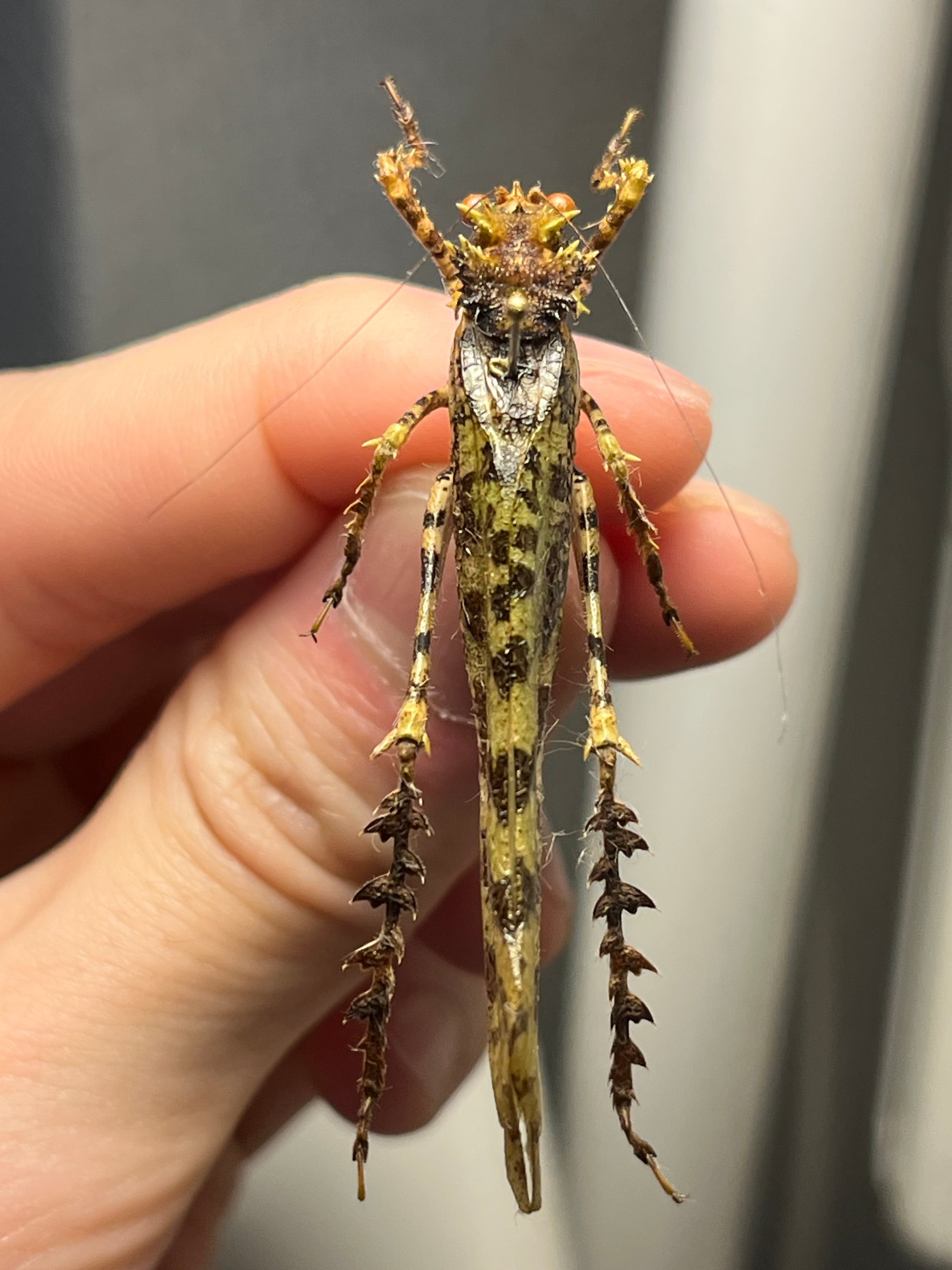【54mm】サルオガセギスに酷似のOrthoptera sp.キリギリス バッタ 54mm】サルオガセギスに酷似のOrthoptera sp.キリギリス バッタ