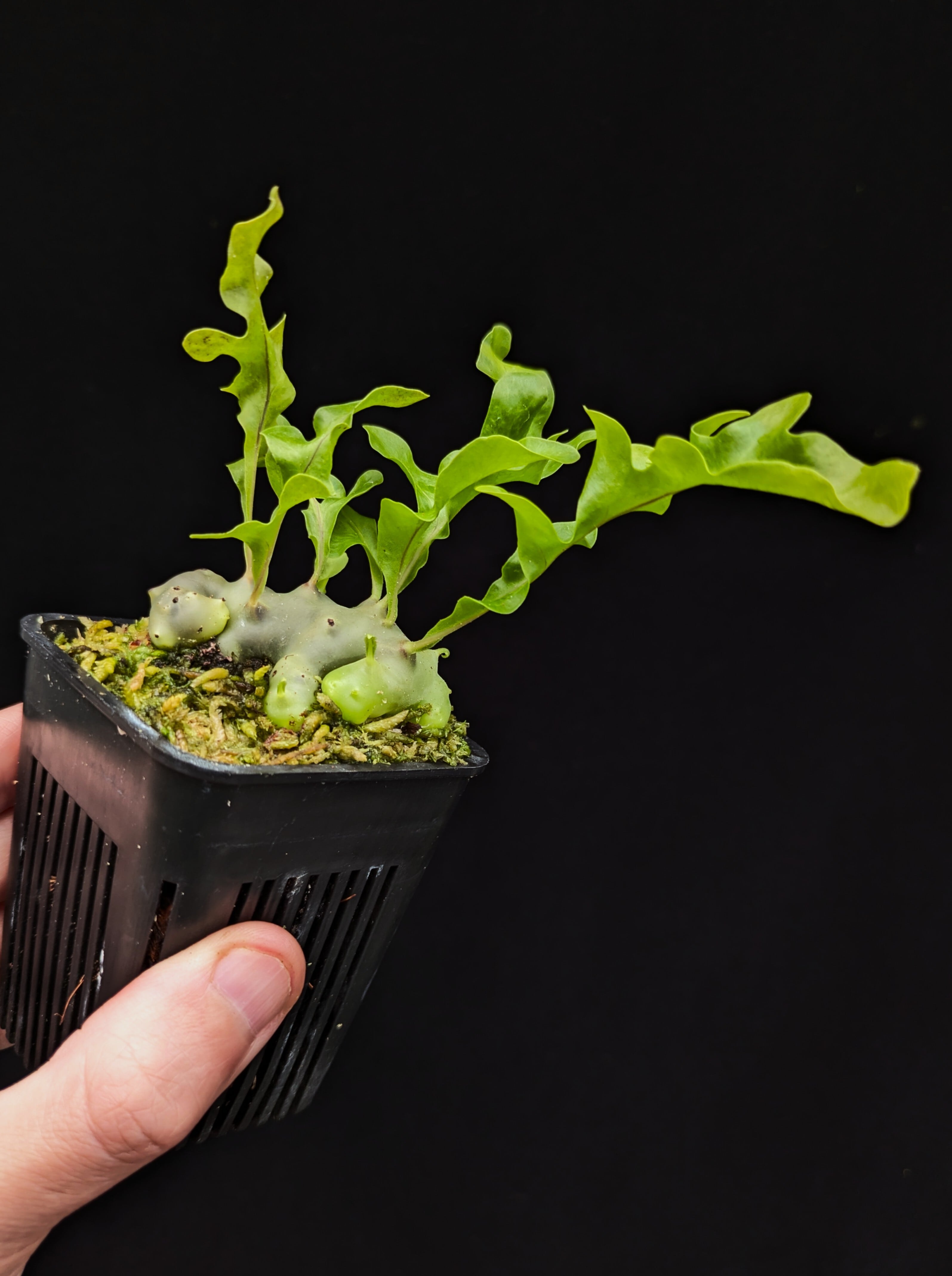 Lecanopteris mirabilis | 伊藤蟻植物農園