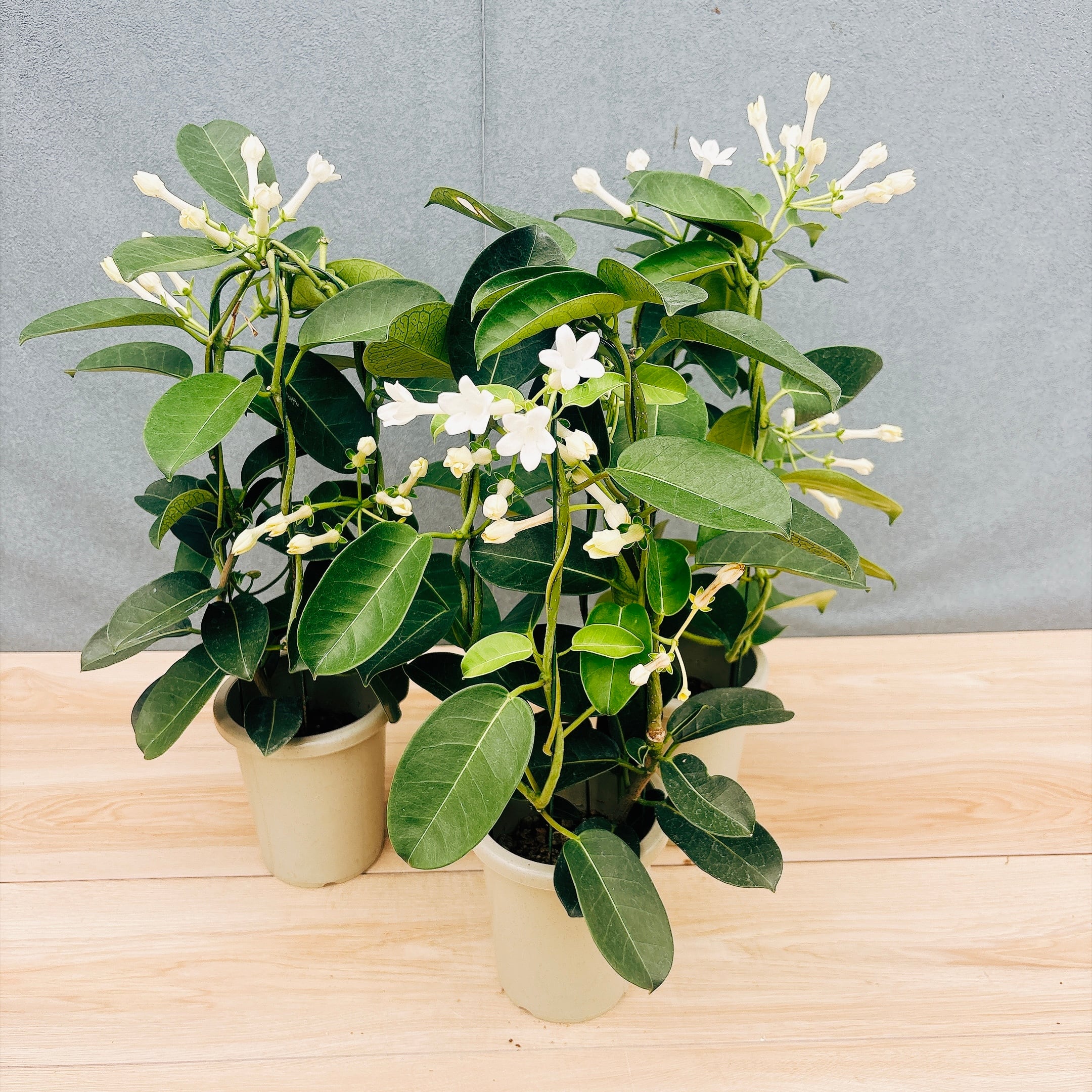 現品］【希少】B アロエ ポリフェラ 6号 観葉植物 レア 室内 屋外