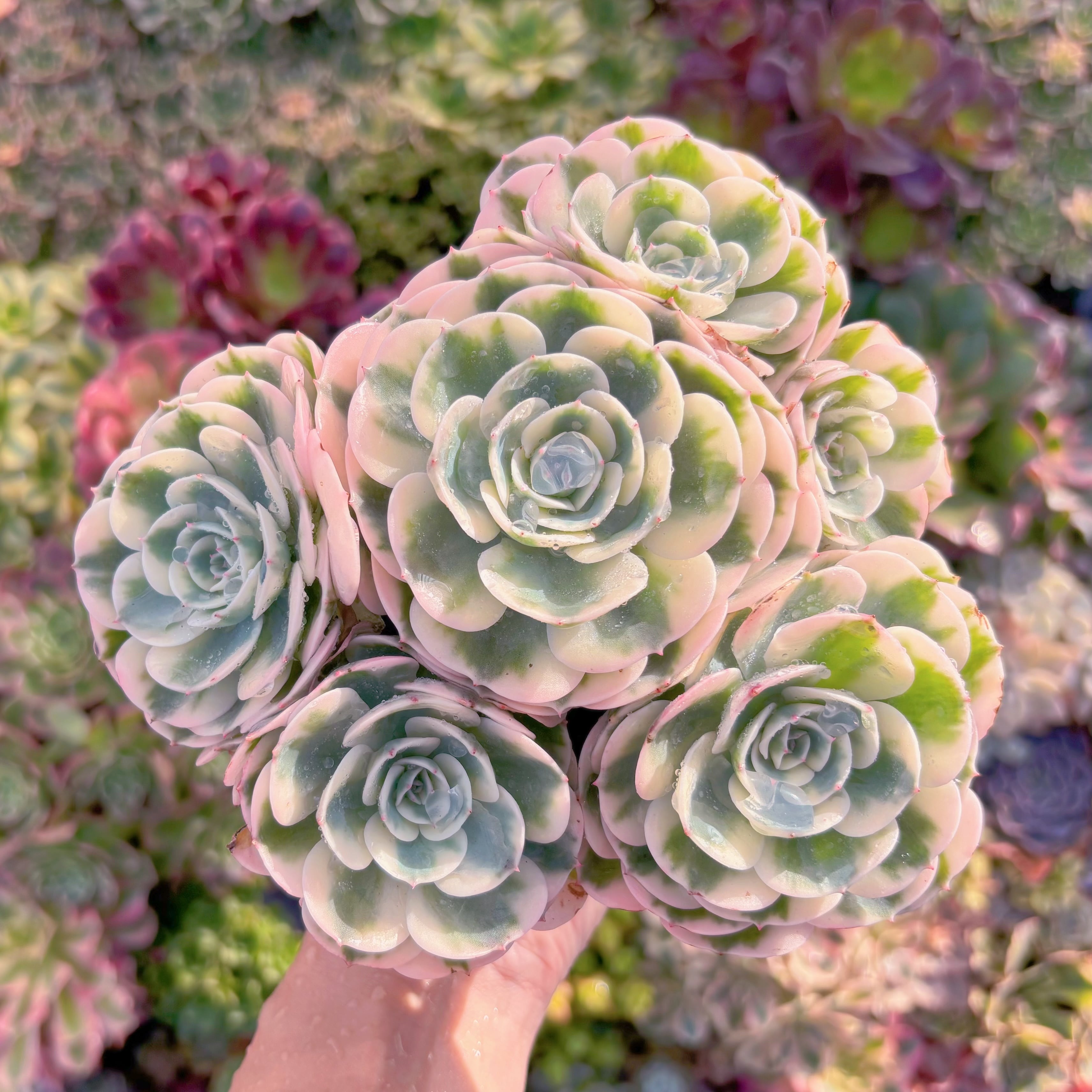 現品　ルノーディーン錦 #673　大群生　超美苗　新入荷　るる農園