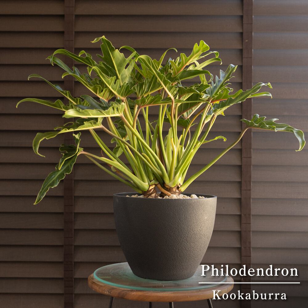 クッカバラ Philodendron Kookaburra フィロデンドロン 7号 ジャイアントザナドゥ 観葉植物 0913BK