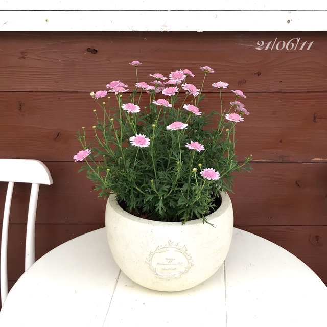 鉢植え ピンクのマーガレット ｍerak メラク 寄せ植え ガーデニング