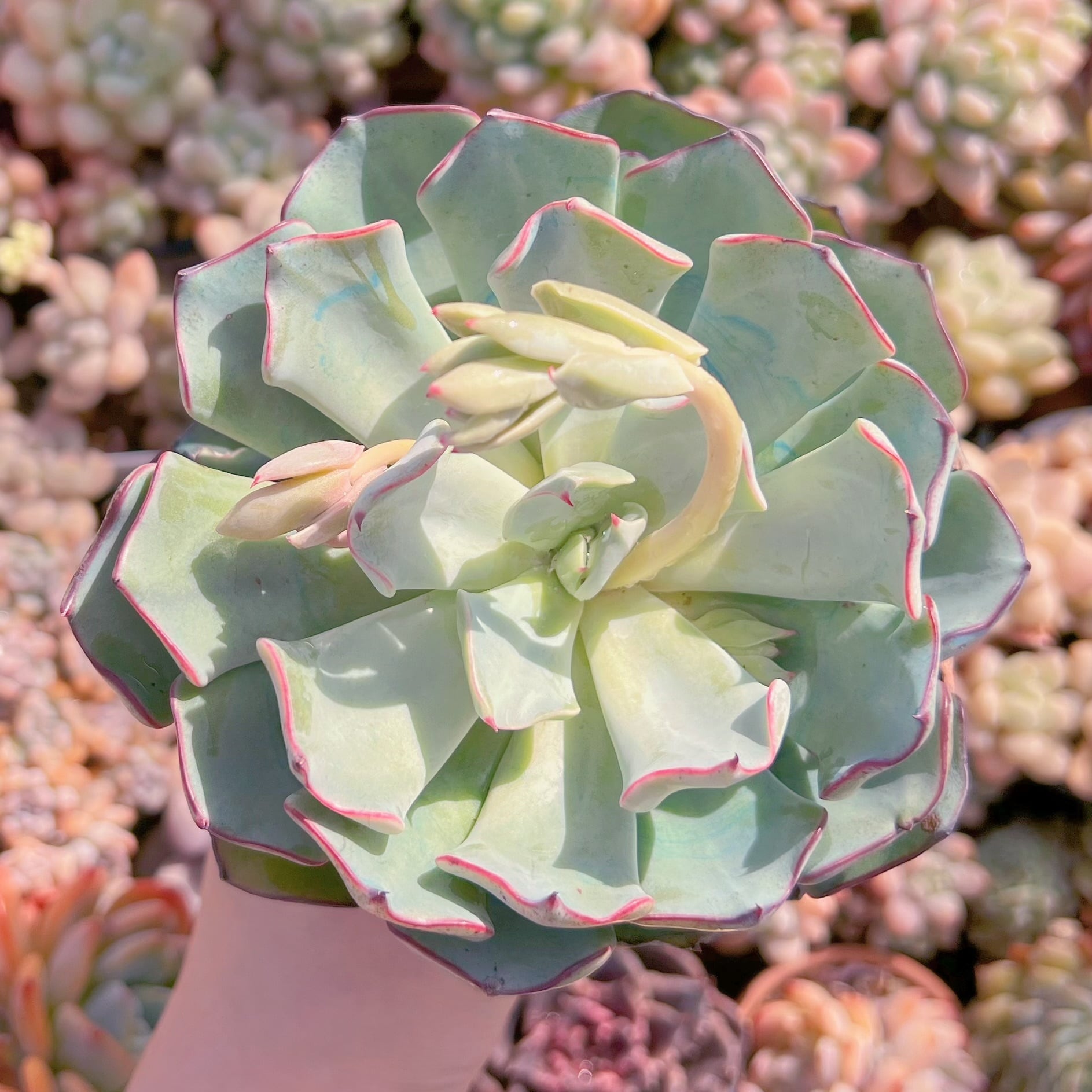 現品　ストリクチフローラ#1000　大苗　るる農園