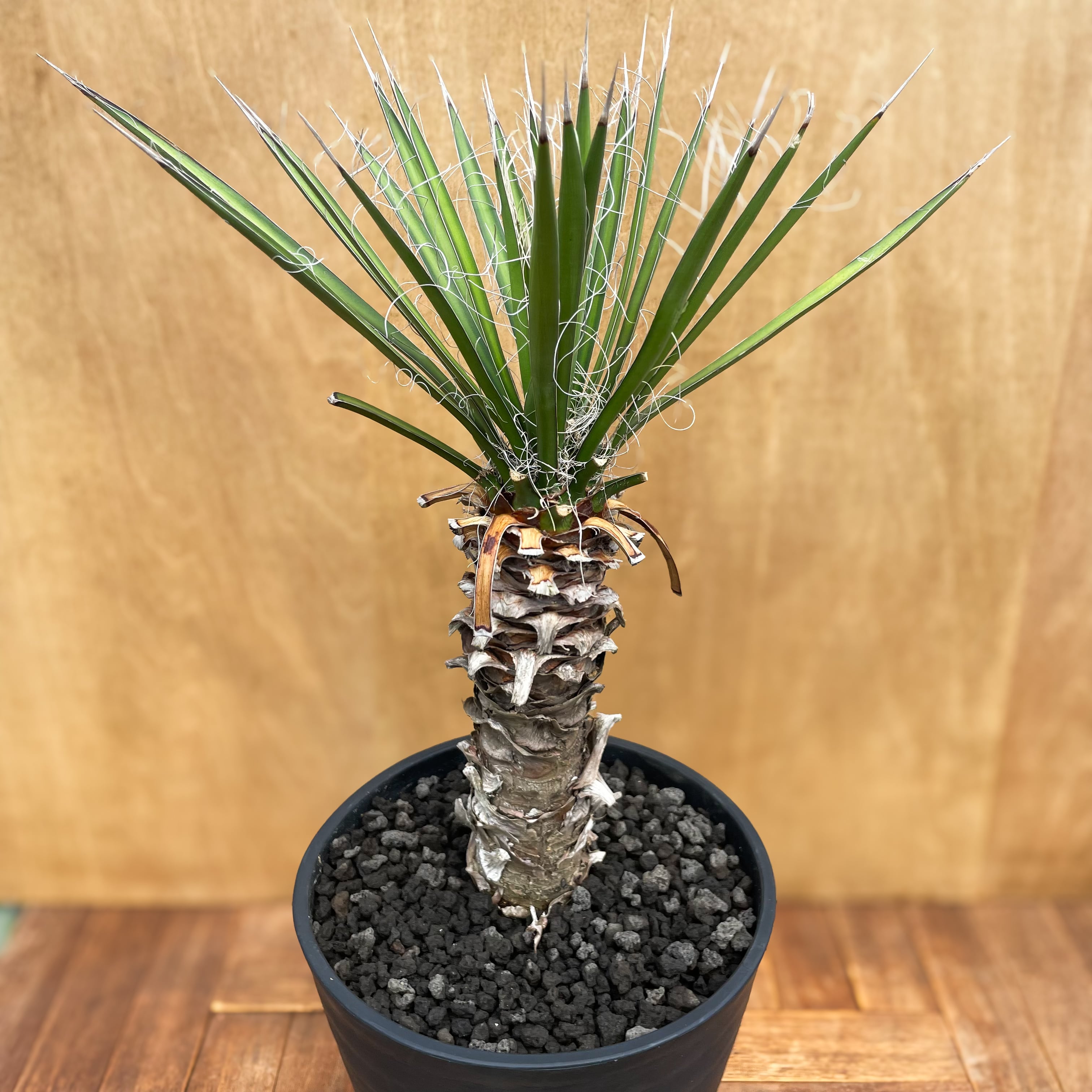 #82 ユッカフィリフェラ （Yucca Filifera） 発根済 82 ユッカ フィリフェラ W Yucca filifera（発根済） 【公式通販】