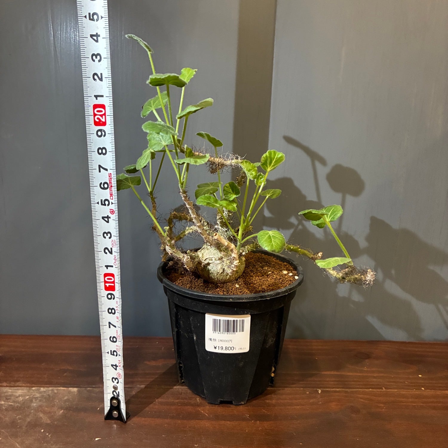 新着3日限定10%OFF】ヤトロファ マルギナータ【338】 | PROTOLEAF