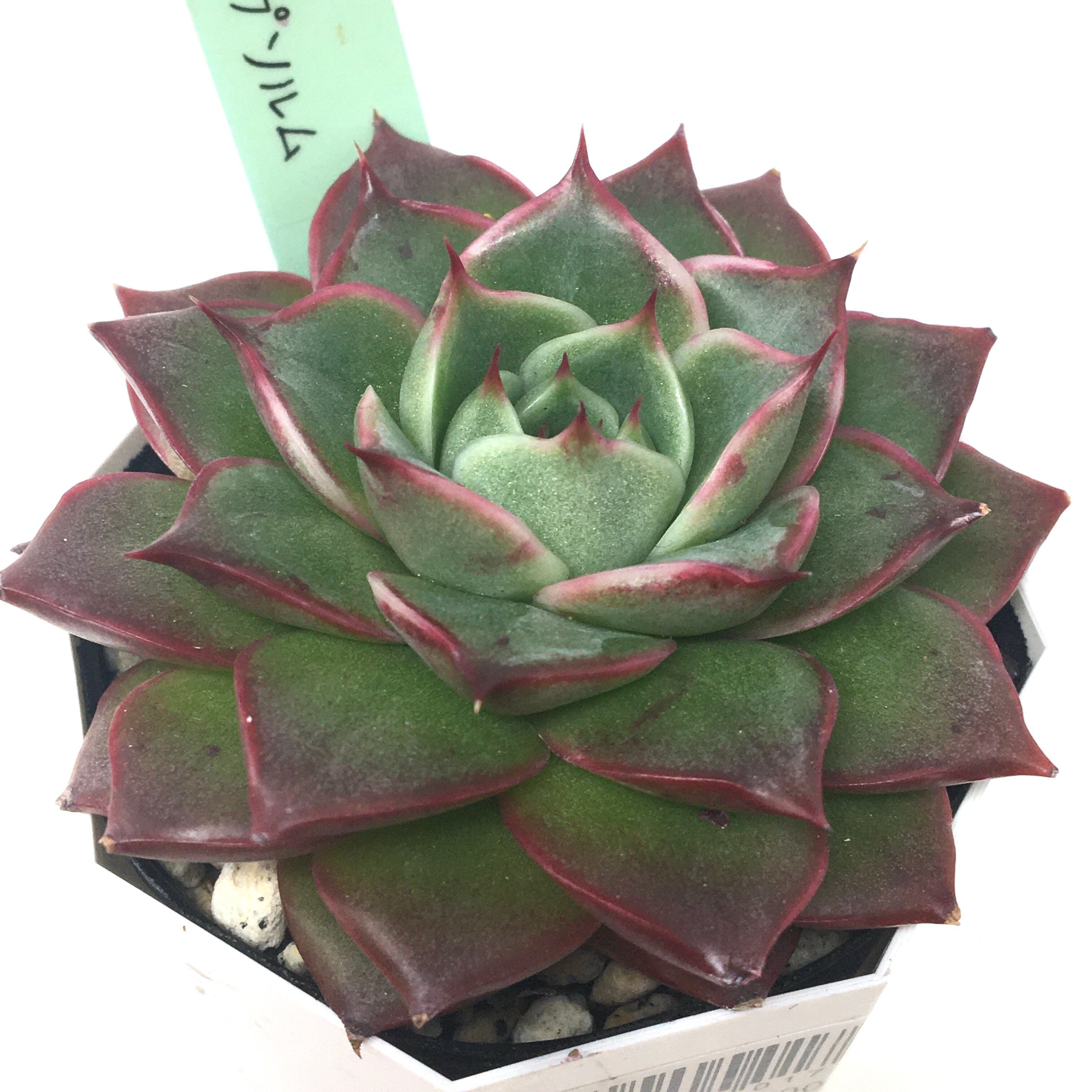 Miyaさん苗 ♂パープソルム×♀ハル【709】 | PROTOLEAF プロトリーフ