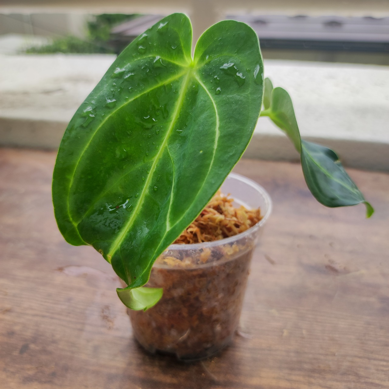 【実生・希少】アンスリウム・レガレ / Anthurium regale